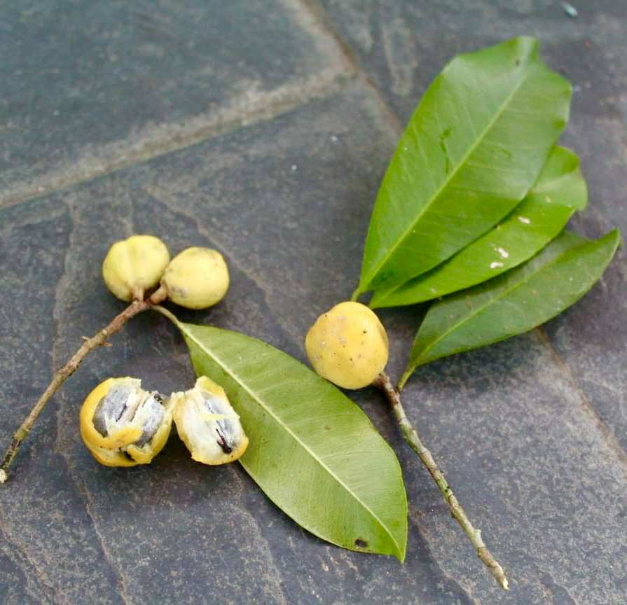 Chrysophyllum gonocarpum var. Ana Floresta seca  -  1 fresh seed / 1 frischer Samen