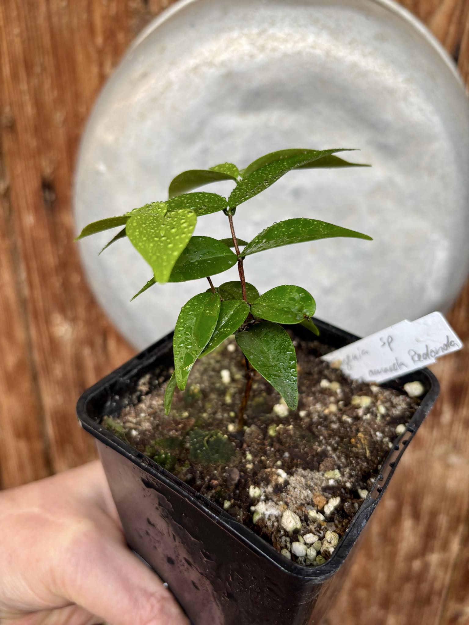 Eugenia sp Amarela Redonda - 1 potted seedling / 1 getopfter Sämling