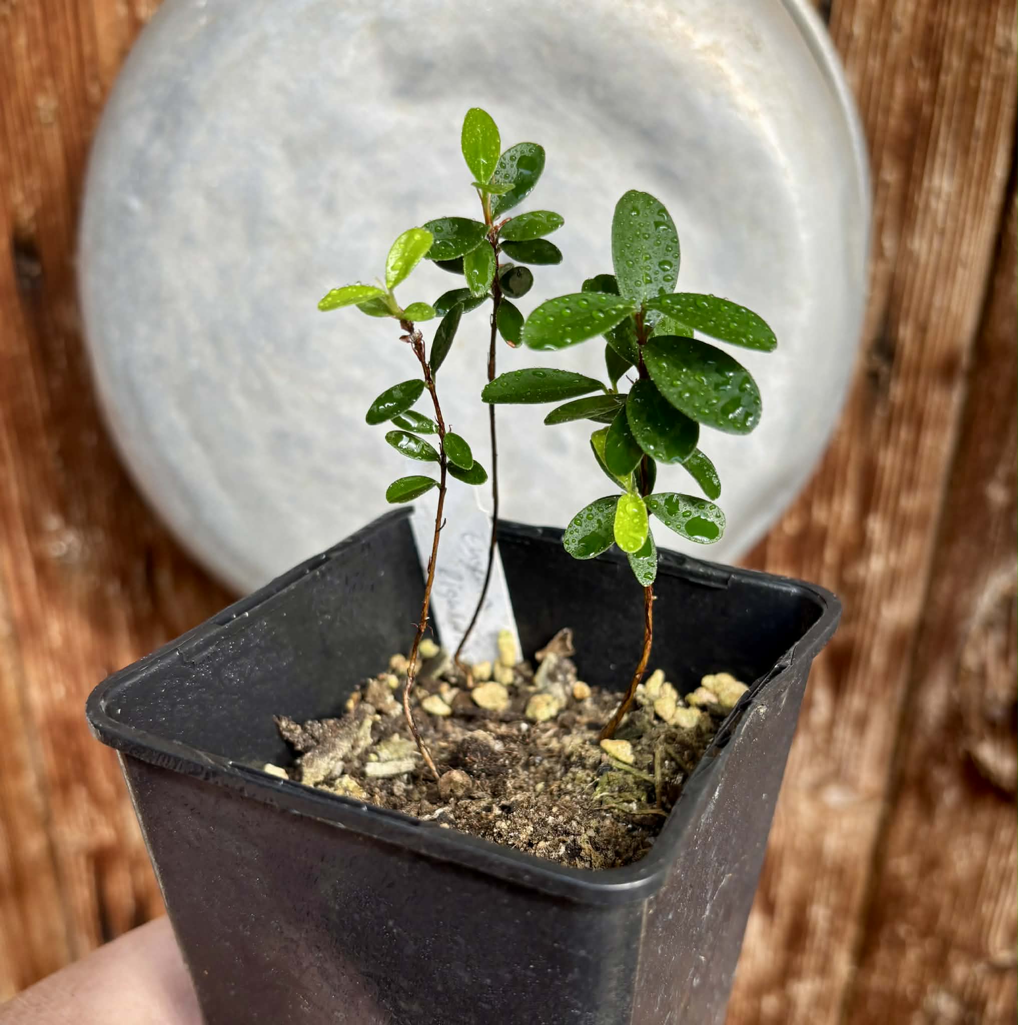 3 in 1 pot - Eugenia ligustrina - 3 seedlings in one pot / 3 Sämlinge in einem Topf