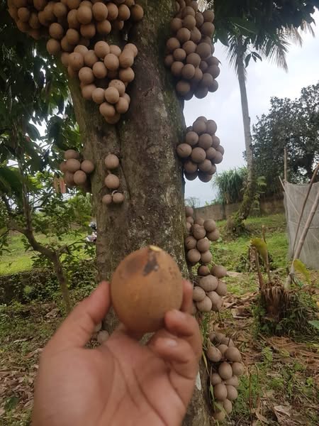 Pre Order - Kepel (Stelechocarpus burahol) - 1 fresh seed / 1 frischer Samen