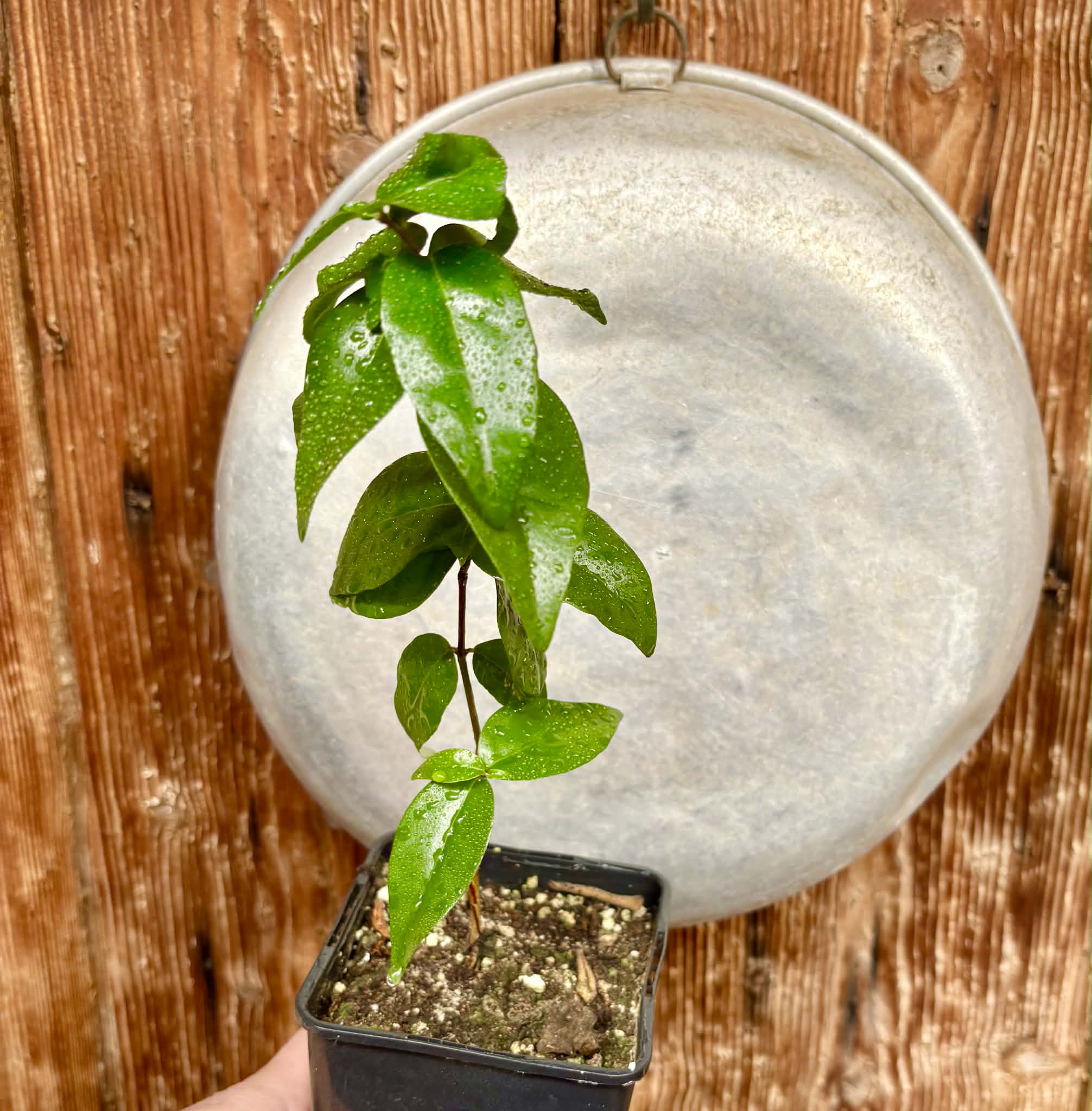 Eugenia uniflora var. Gigante Pitangao  - 1 potted seedling / 1 getopfter Sämling