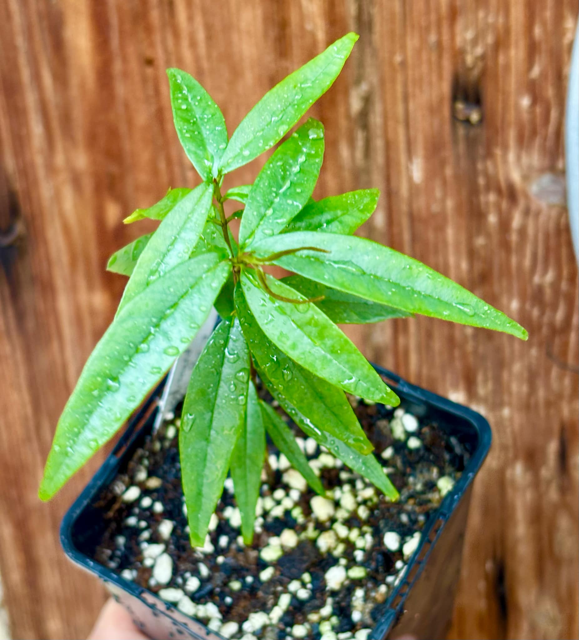 Eugenia pruniformis - Ameixa da Preta - 1 potted plant / 1 getopfte Pflanze