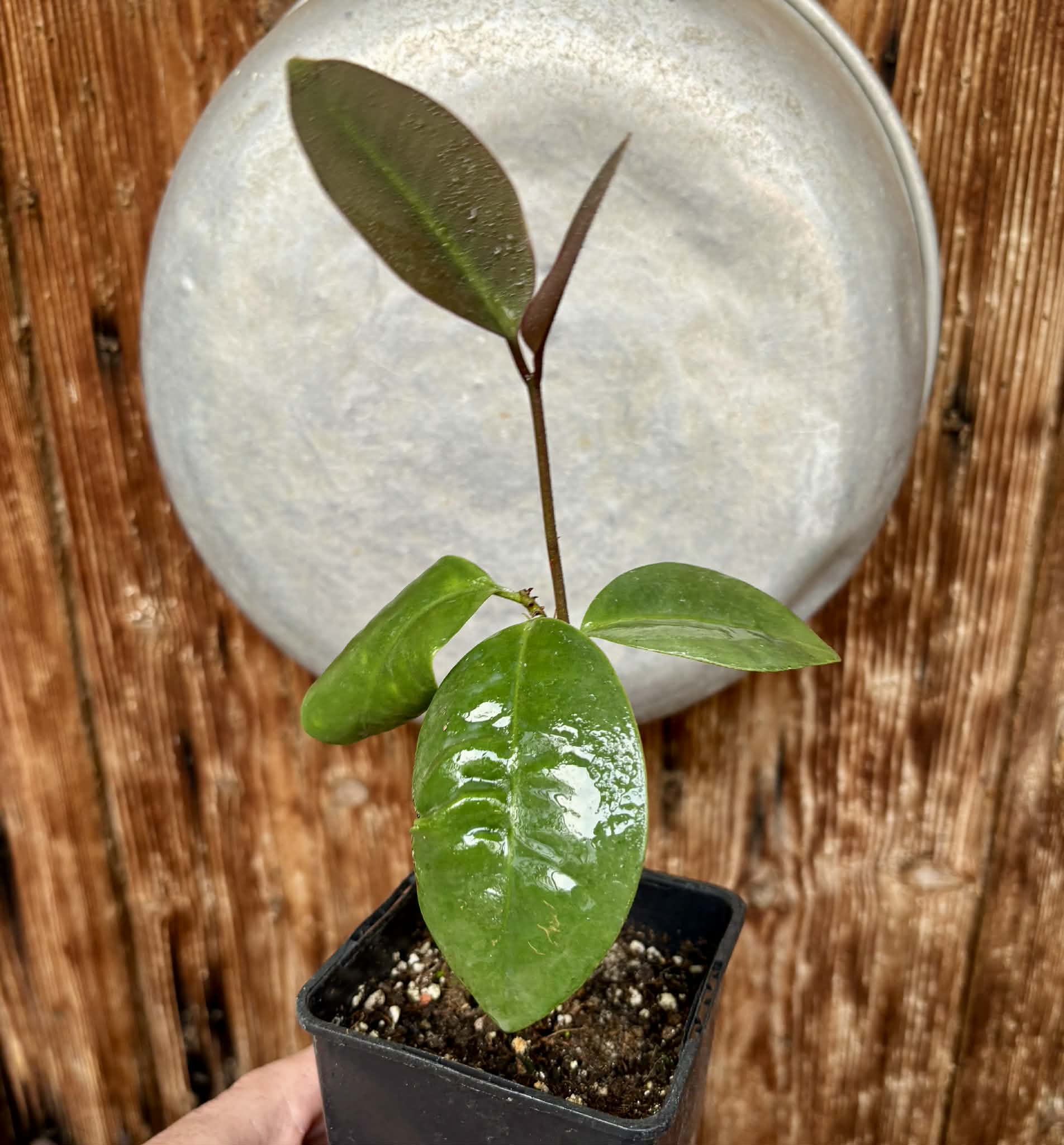 Eugenia sp Unana -  1 potted seedling / 1 getopfter Sämling