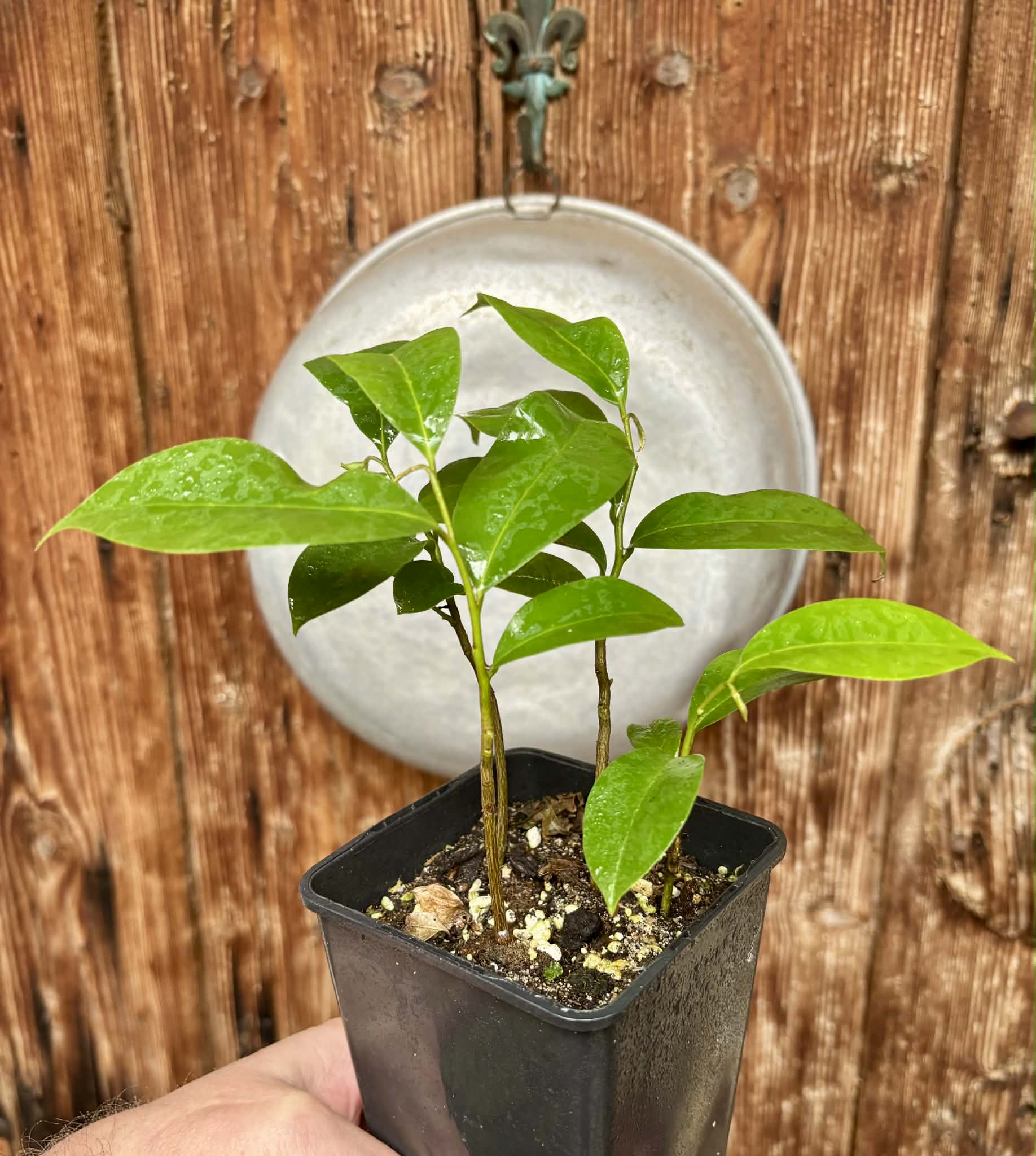4 in 1 pot - Annona muricata - Soursop / Stachelannone - 4 seedlings in one pot / 4 Sämlinge in einem Topf