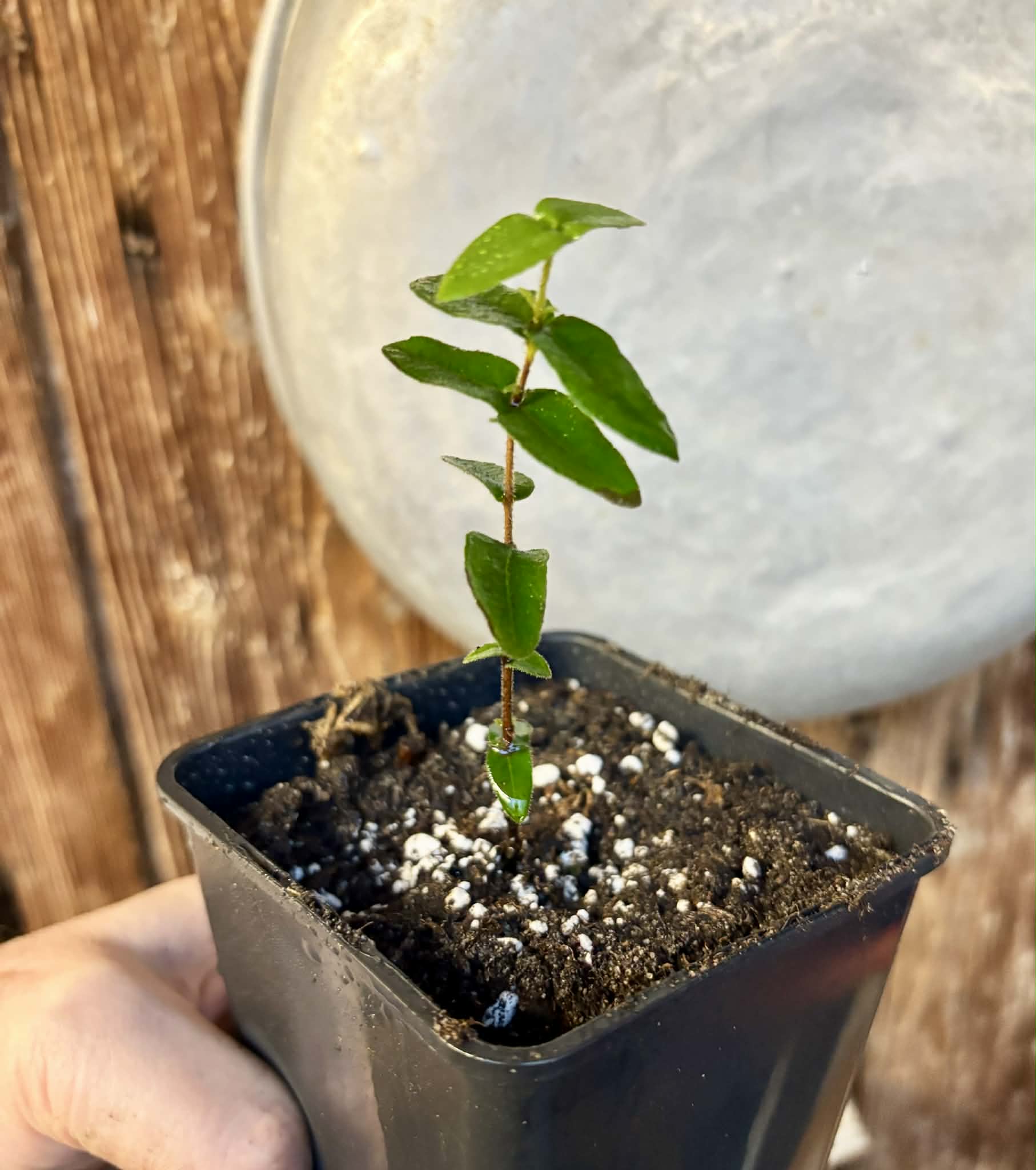 Myrciaria caerulescens (Roxa - Blue Guaquiea) - 1 potted seedling / 1 getopfter Sämling
