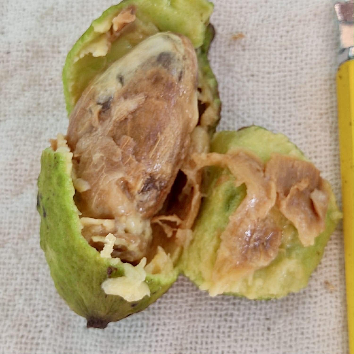 only 10 seeds - Pre Order - Eugenia sp Bananinha - 1 fresh seed / 1 frischer Samen