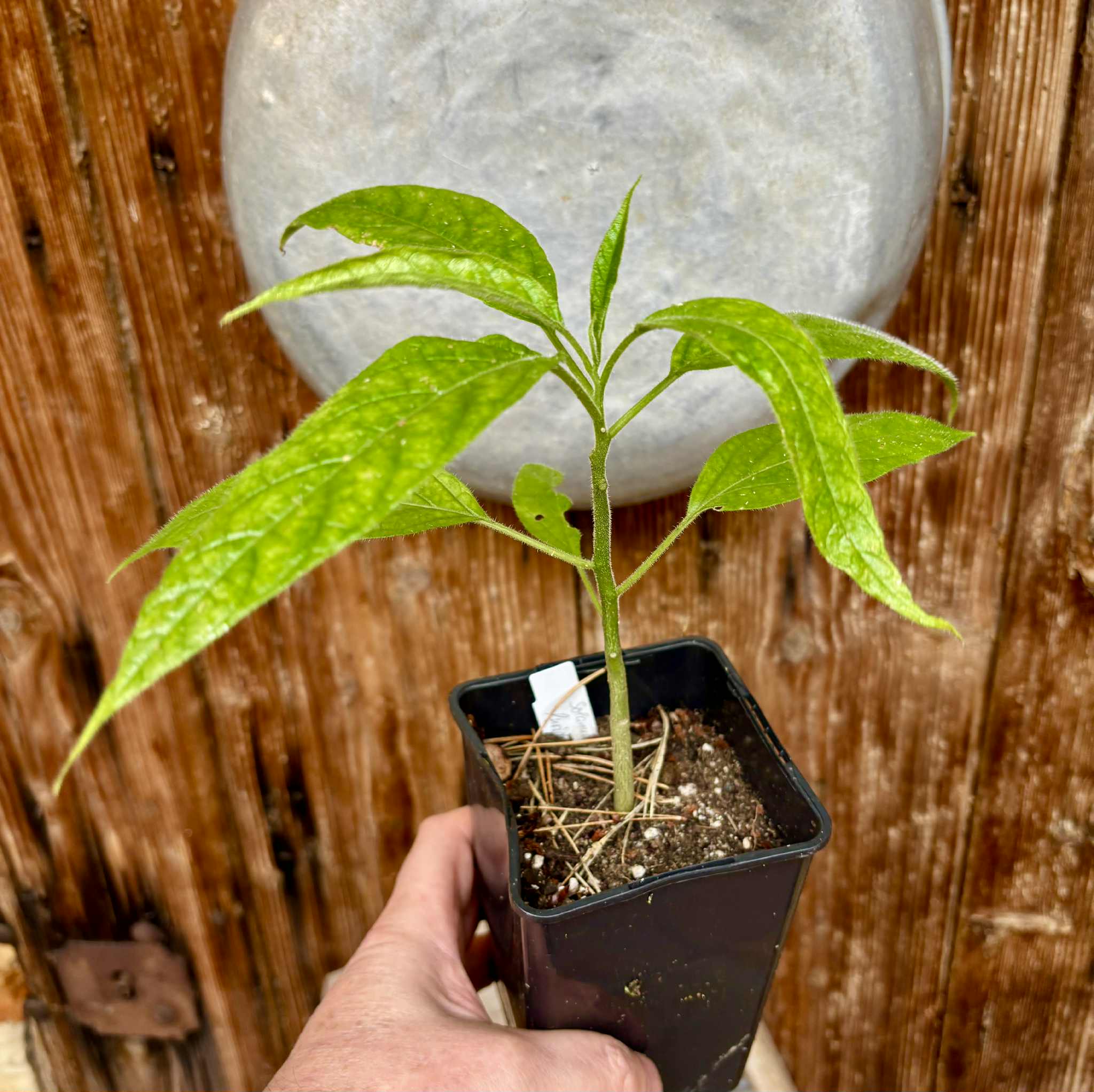 Solanum luridifuscescens - Tomatao Verde Piloso - 1 potted seedling / 1 getopfter Sämling