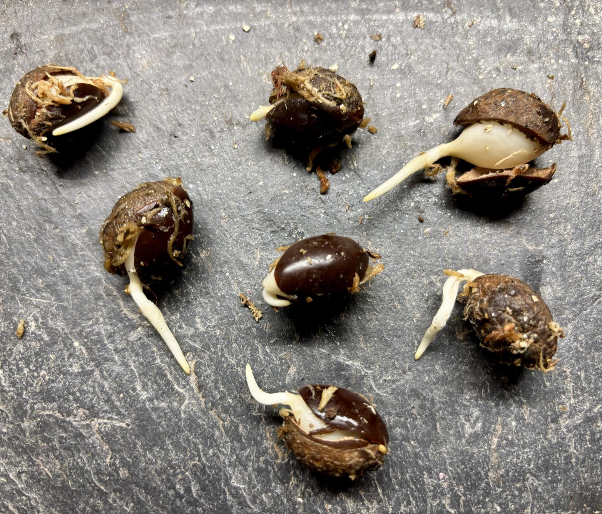 Chrysophyllum januariense  -  1 germinated seed / 1 gekeimter Samen