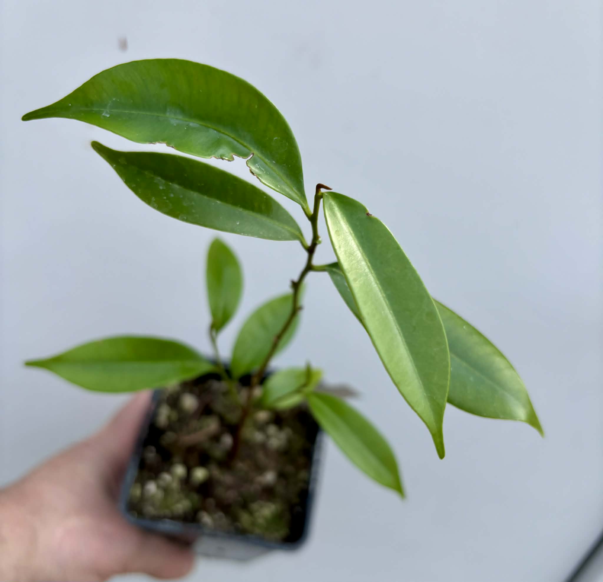 Diploon cuspidatum  -  1 potted seedling / 1 getopfter Sämling