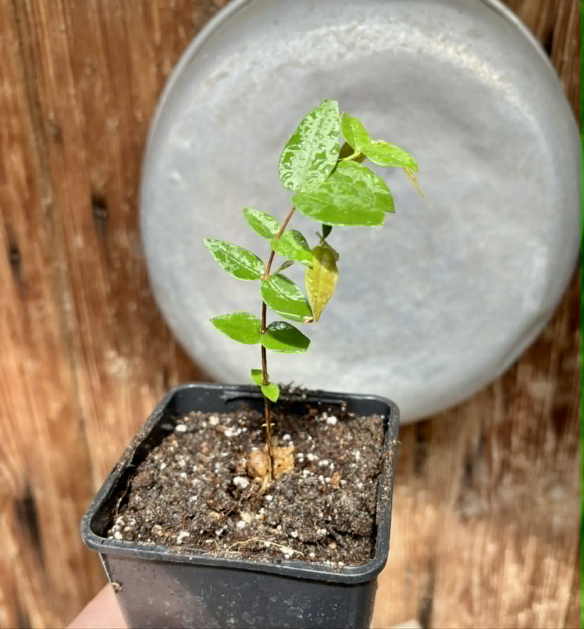 Myrciaria aff plinioides-  1 potted seedling / 1 getopfter Sämling