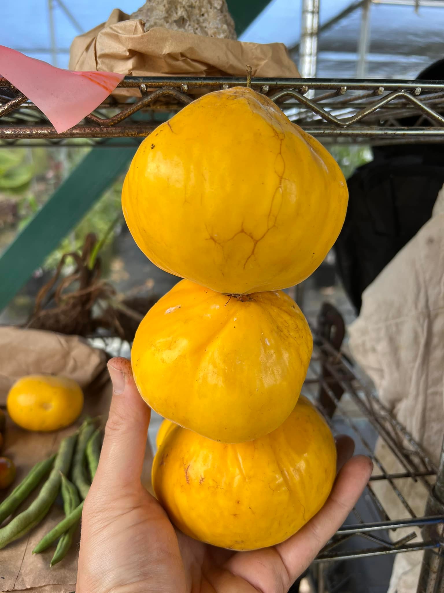 Pre Order - Araçá-boi (Eugenia stipitata) - 1 fresh seed / 1 frischer Samen