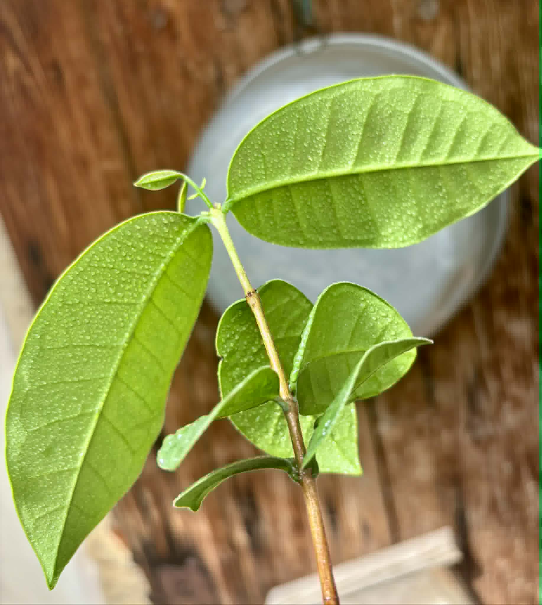 Eugenia sp Cheirosa Fruto Passado - 1 potted seedling / 1 getopfter Sämling