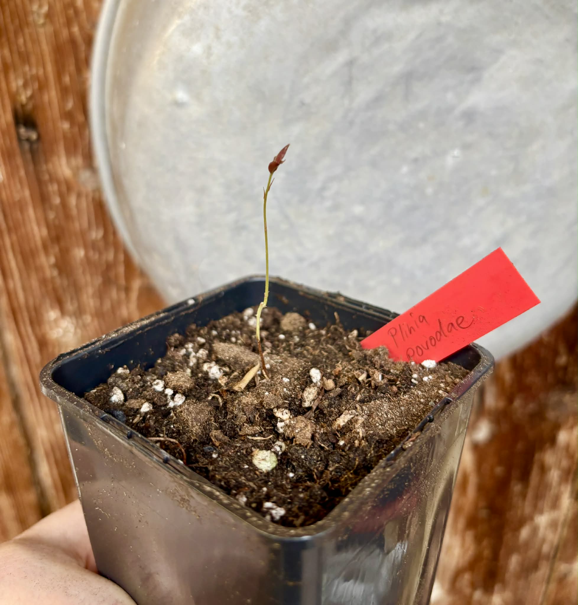 Plinia povedae - 1 potted seedling / 1 getopfter Sämling