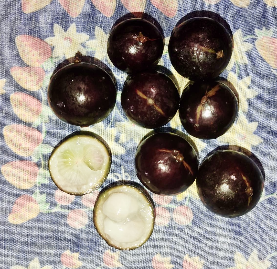 Plinia sp. Listrada - 1 fresh seed / 1 frischer Samen