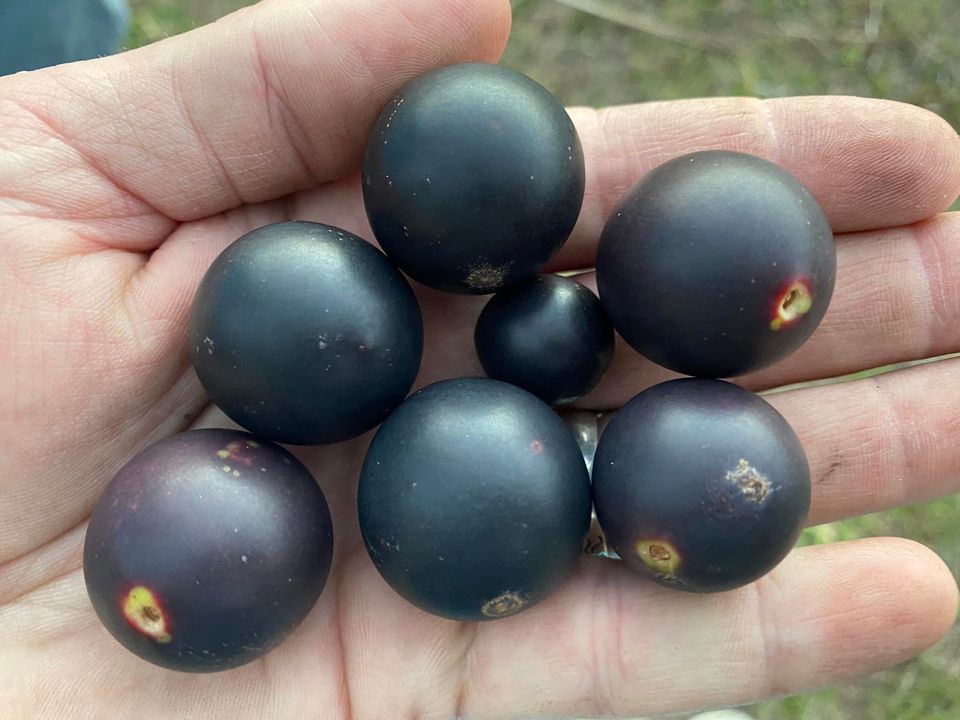 Myrciaria vexator - Rare exotic plant - Seltene exotische Pflanze