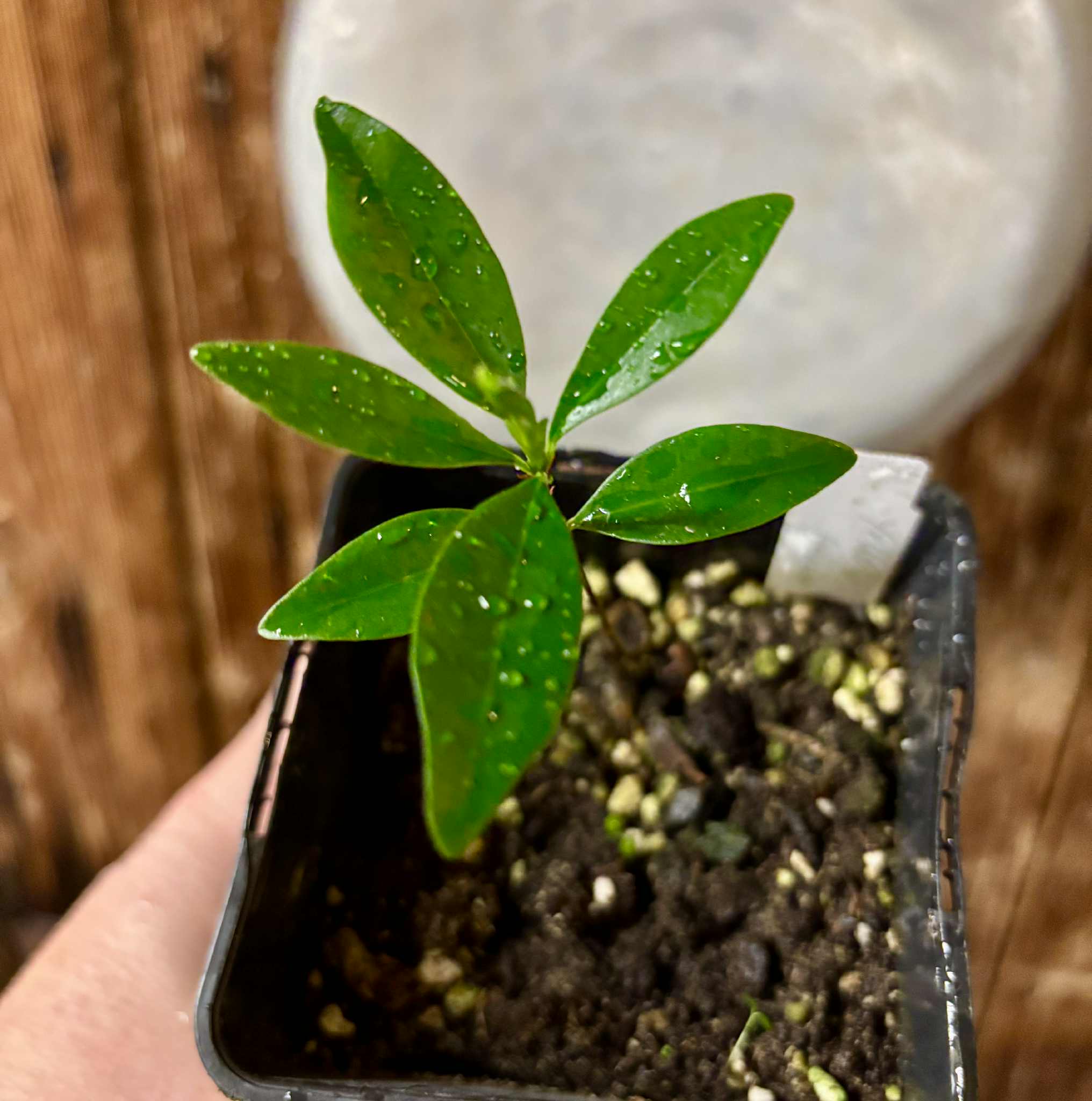 Yellow Grumixama (Eugenia brasiliensis var. leucocarpa) - 1 potted seedling / 1 getopfter Sämling