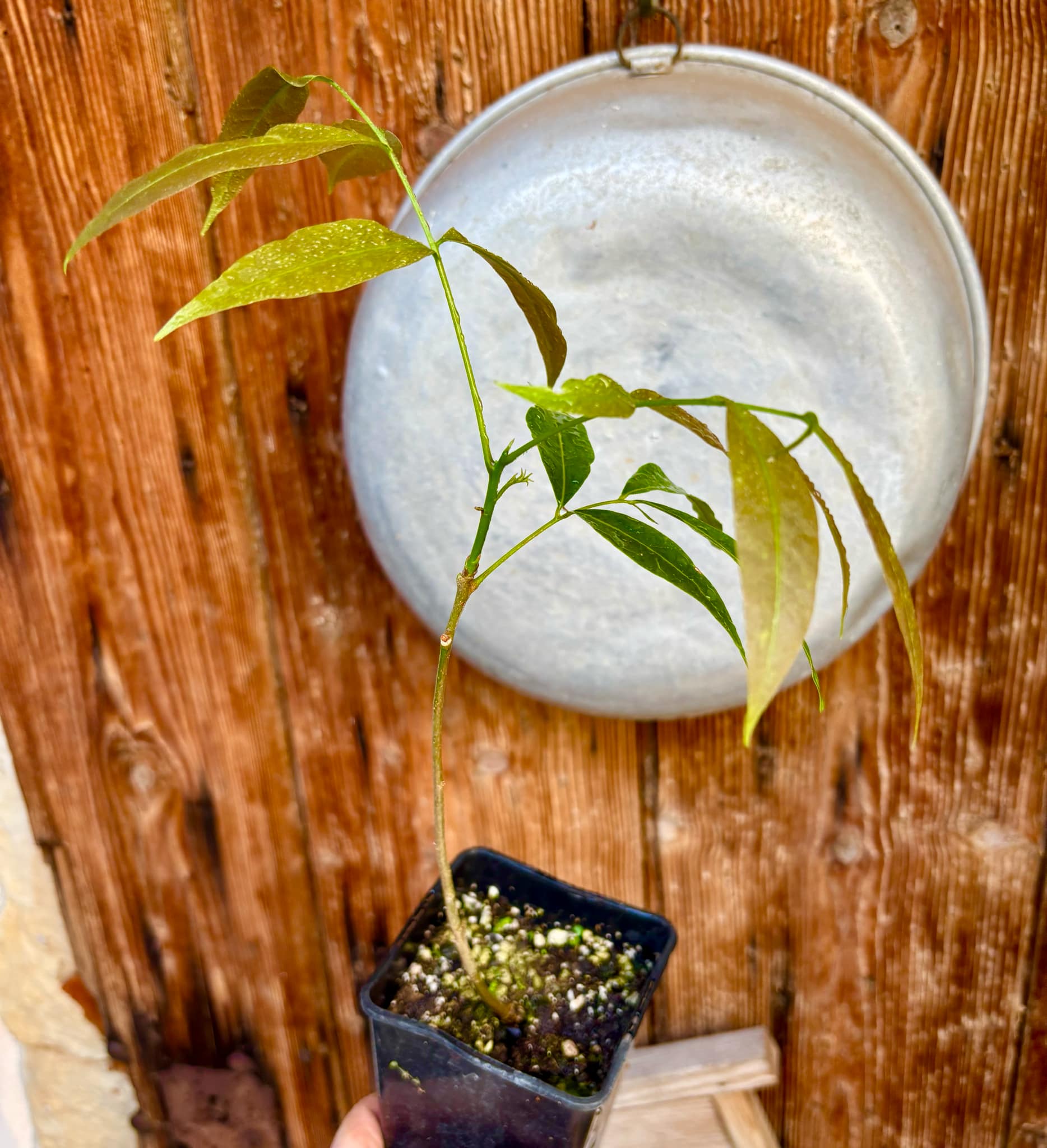 Talisia esculenta - Pitomba do Nordeste - 1 potted plant / 1 getopfte Pflanze