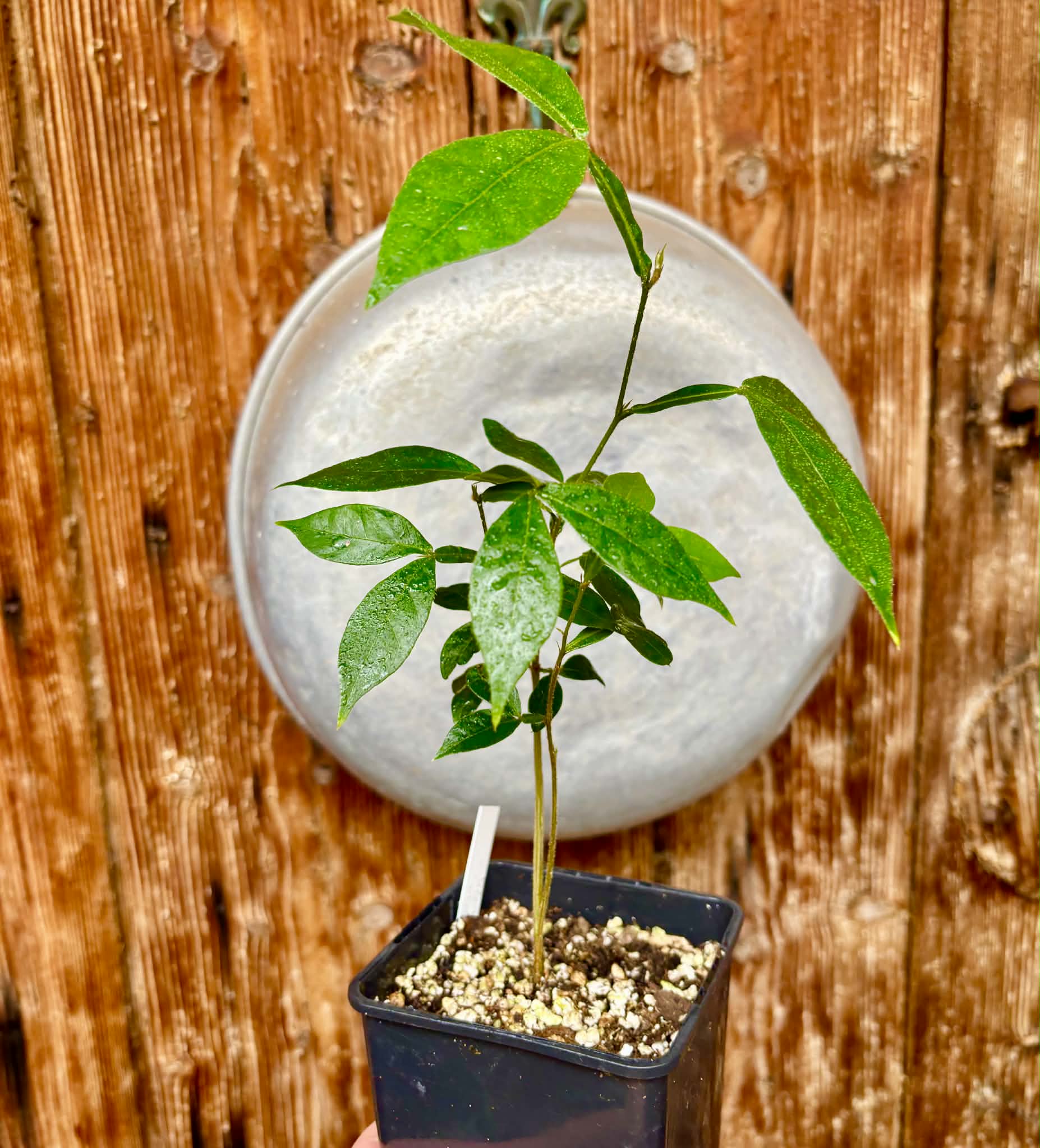 Inga vera  - 1 potted plant / 1 getopfte Pflanze