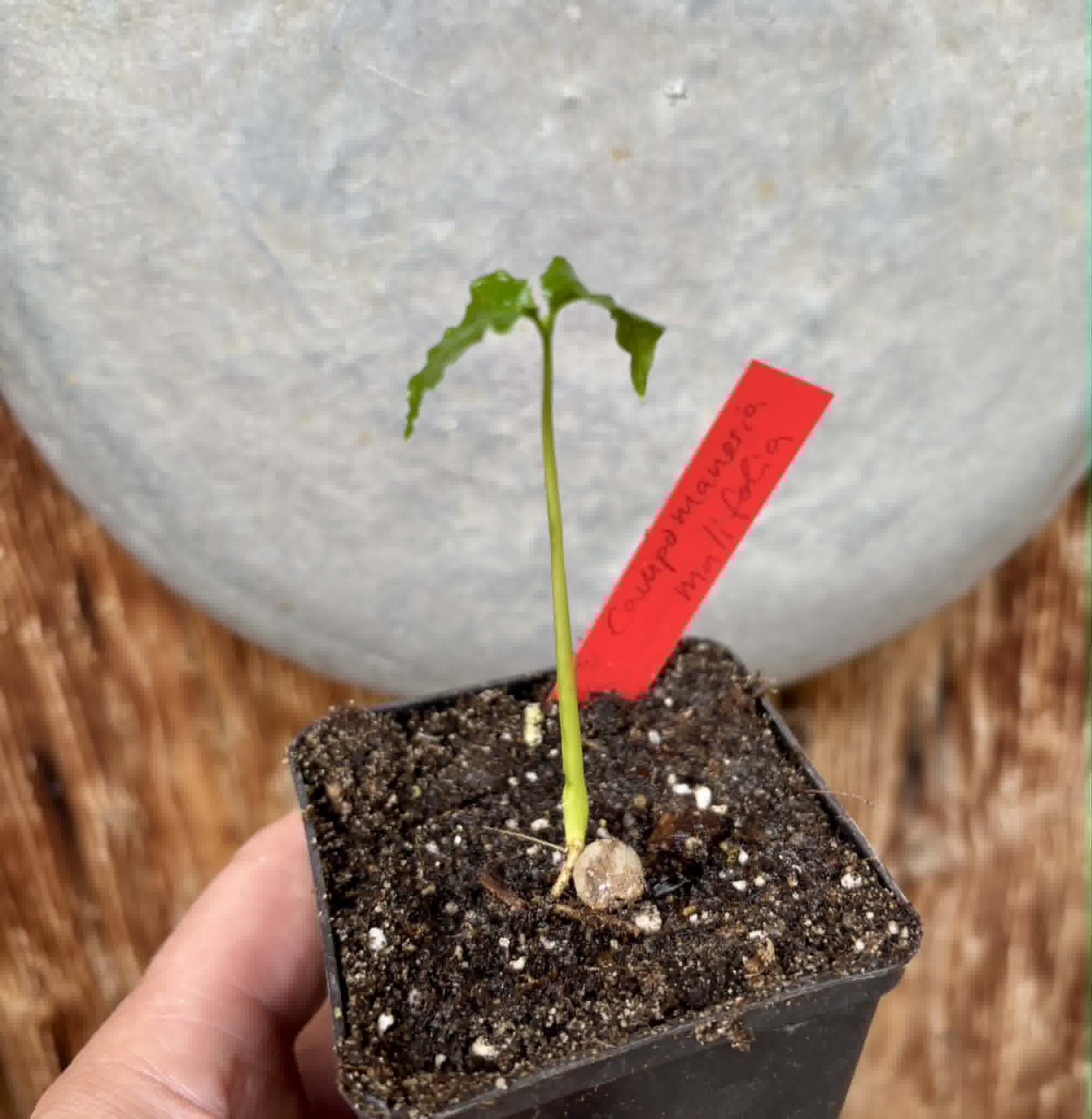 Guabiroba folha de maçã (Campomanesia malifolia) -  1 potted seedling / 1 getopfter Sämling