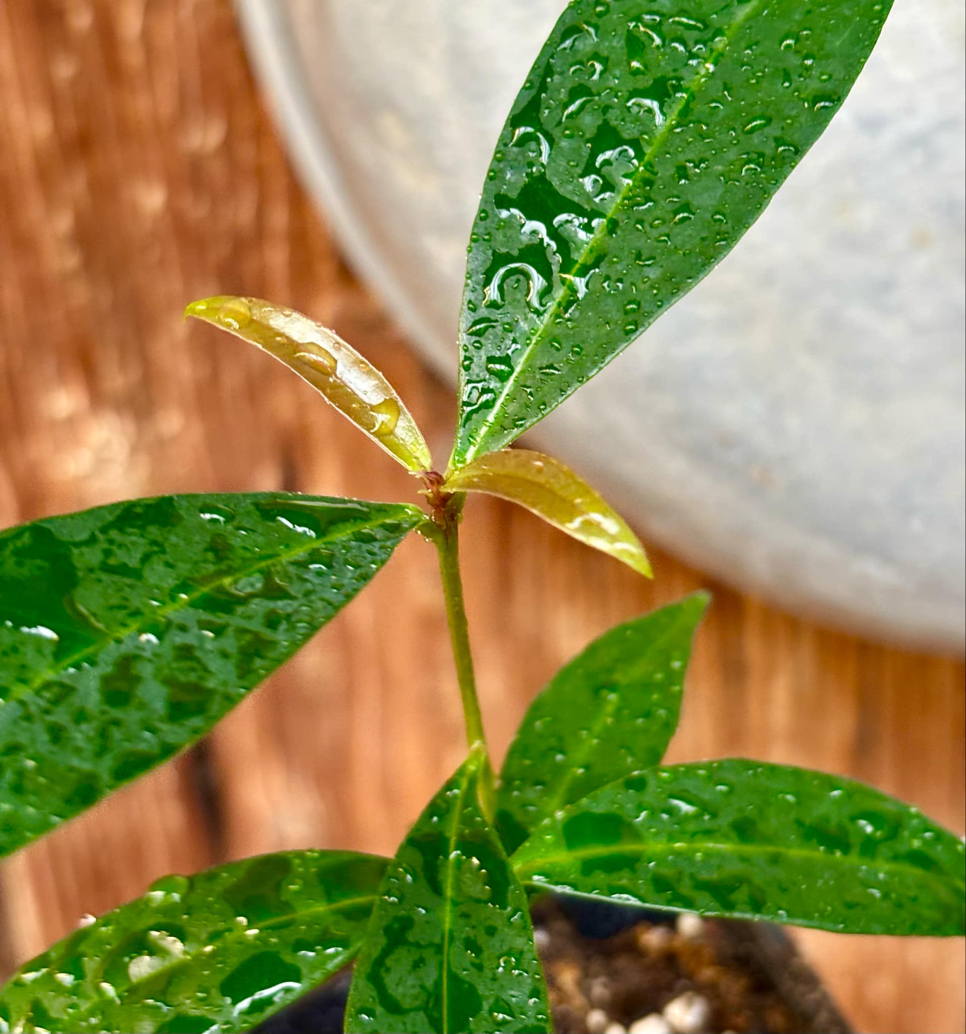 Eugenia sp Jambo da Mata -  1 small potted seedling / 1 kleiner, getopfter Sämling
