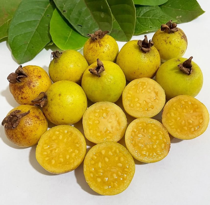 Brazilian Araçá Guava (Psidium guineense)  - 5 fresh seeds / 5 frische Samen