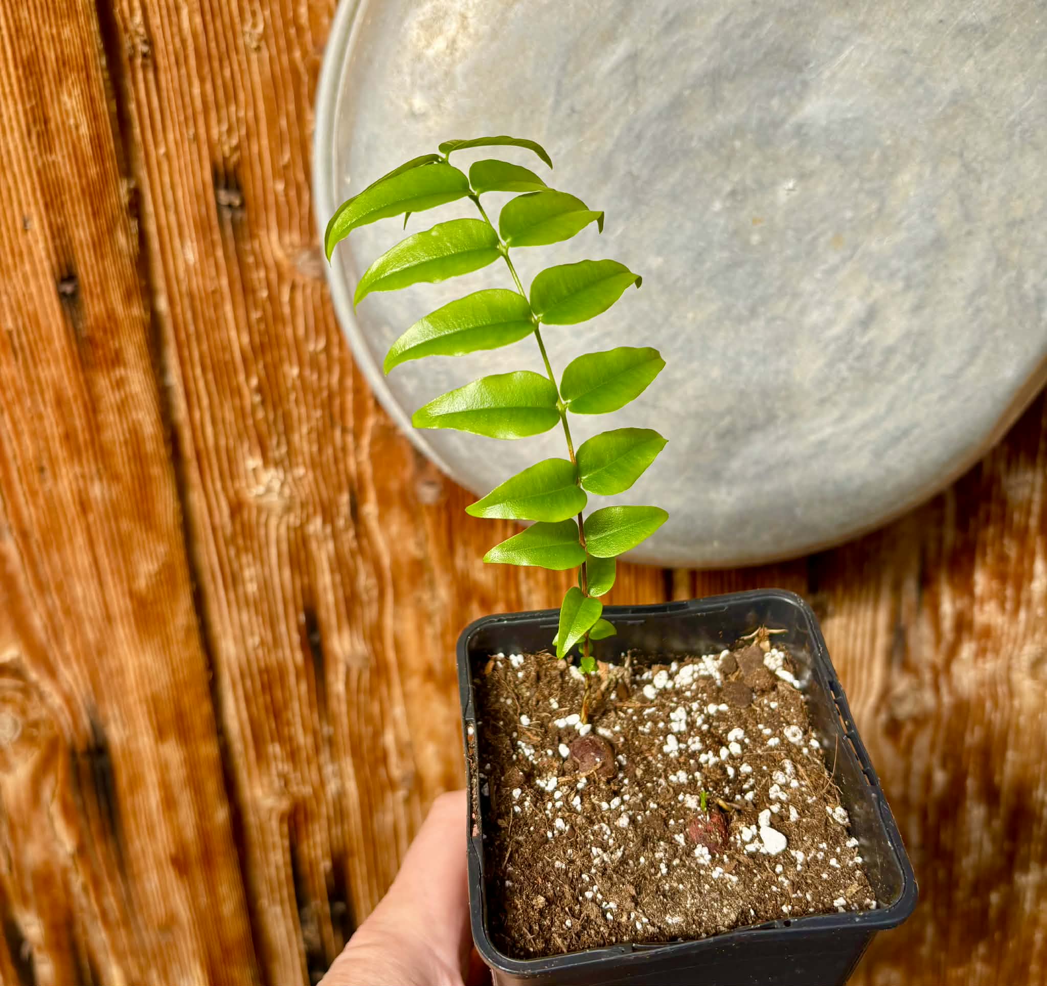 Myrciaria sp Pyrangi -  1 potted plant / 1 getopfte Pflanze
