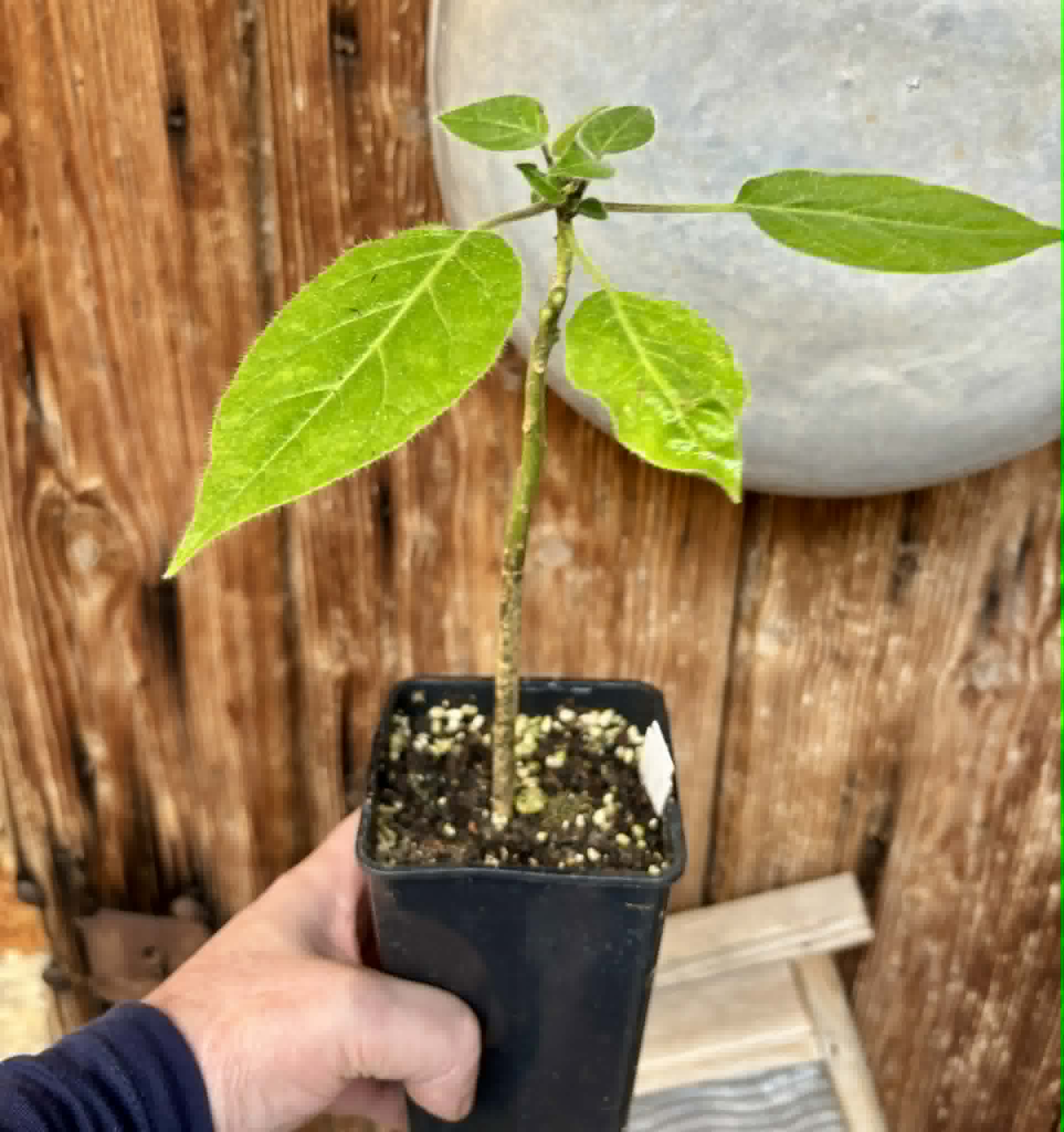 Solanum sibundoyense - 1 potted plant / 1 getopfte Pflanze