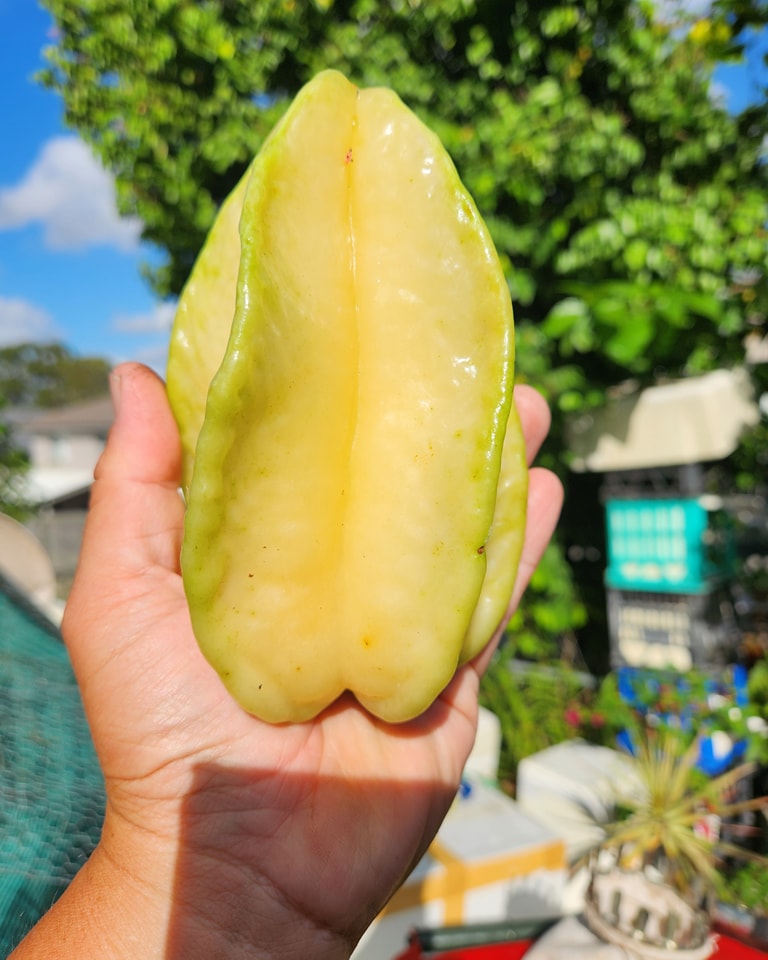 Carambola var. Fwang Tung - 1 potted plant / 1 getopfte Pflanze