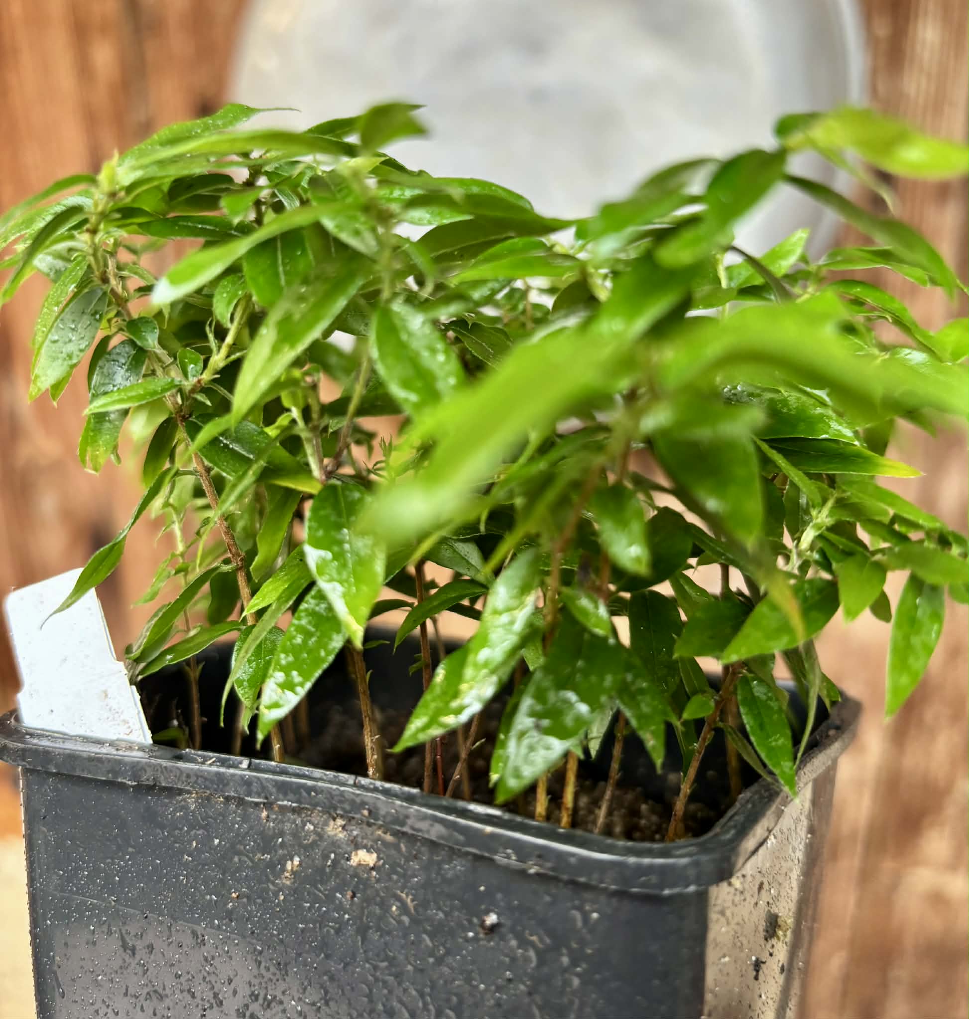 19 in 1 pot - Jaboticaba - Plinia sp Pingo de Mel (Vilela A3) -  1 potted seedling / 1  getopfter Sämling