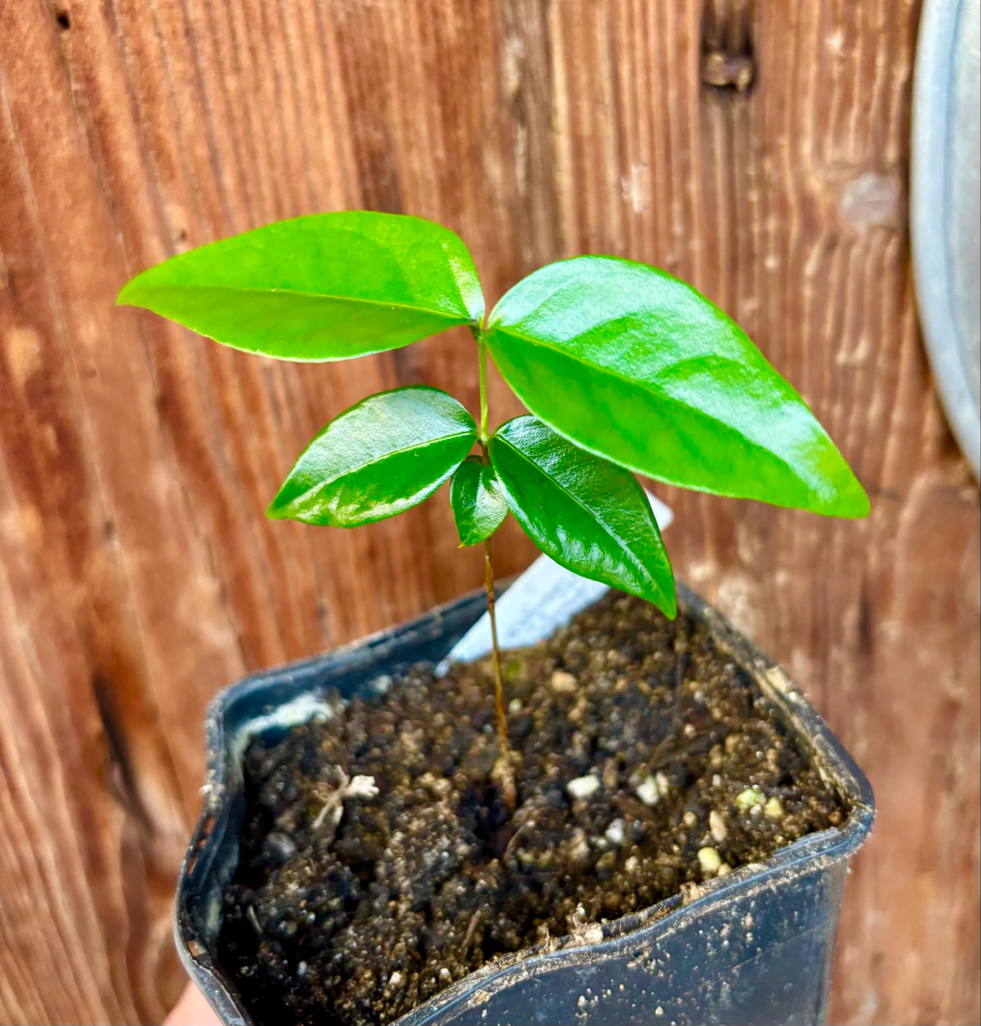 Eugenia uniflora var. Gigante Pitangao  - 1 small potted seedling / 1 kleiner, getopfter Sämling
