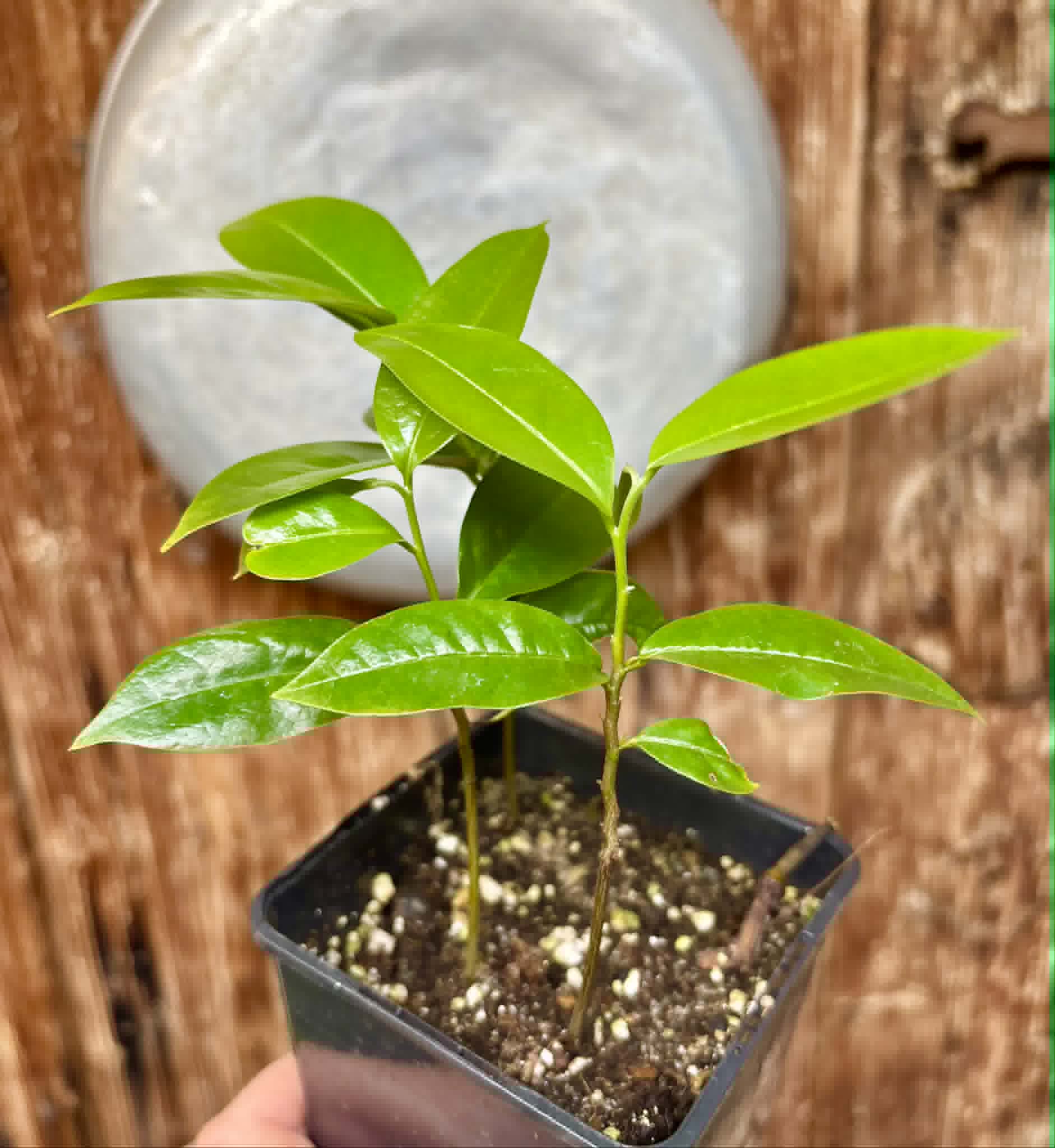 3 in 1 pot - Annona muricata - Soursop / Stachelannone - 3 seedlings in one pot / 3 Sämlinge in einem Topf 