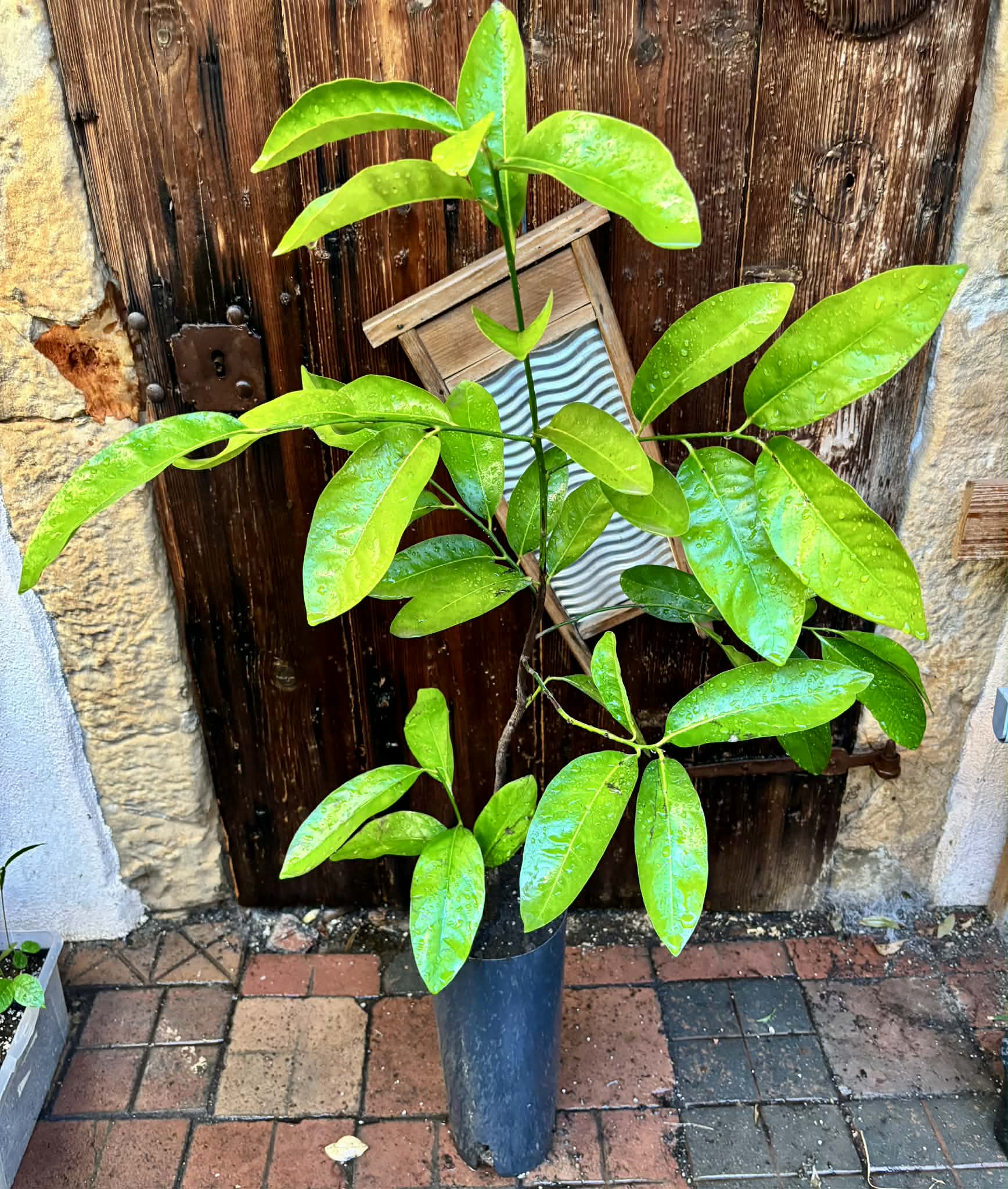 4 years old - Diospyros nigra - Black Sapote Nr. 2 - 1 potted plant / 1 getopfte Pflanze