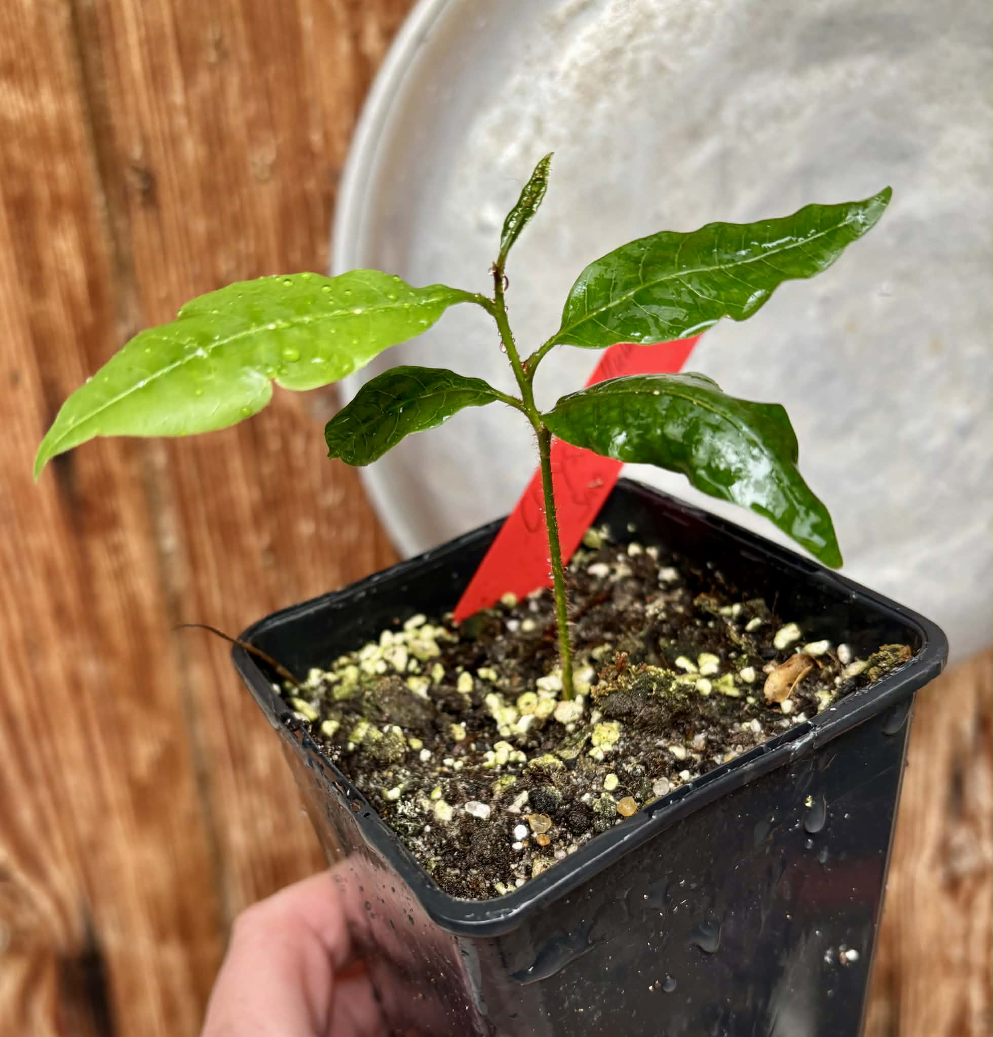 Chrysophyllum sp Abiu Rondonia - 1 potted seedling / 1 getopfter Sämling