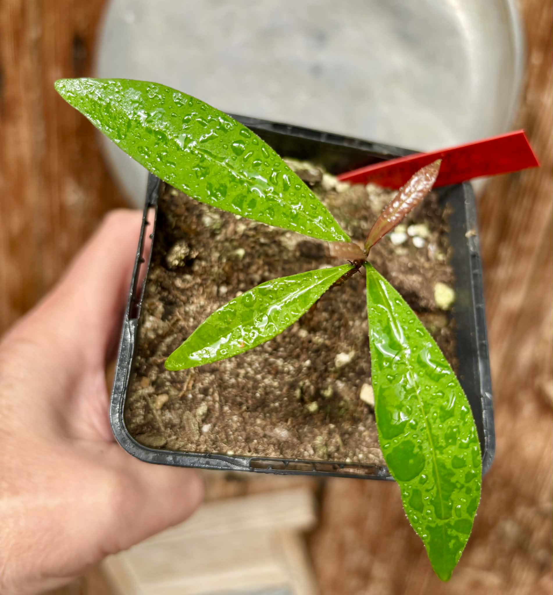 Eugenia schottiana -  1 potted seedling / 1 getopfter Sämling