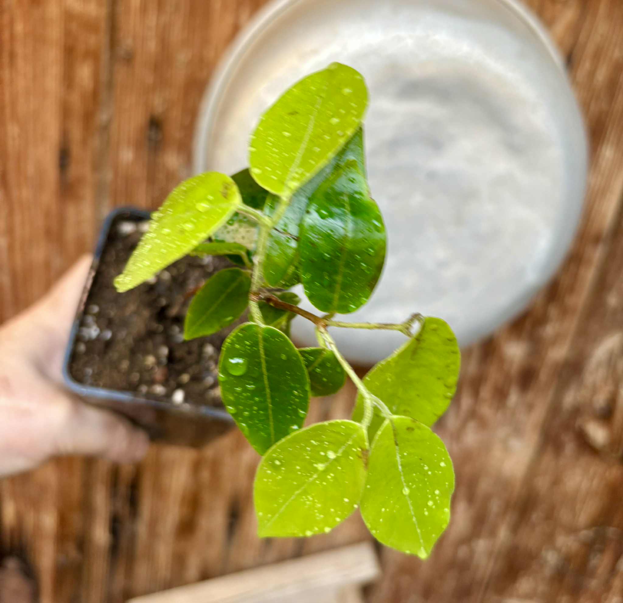 Cambuca (Plinia edulis) - 1 potted plant / 1 getopfte Pflanze