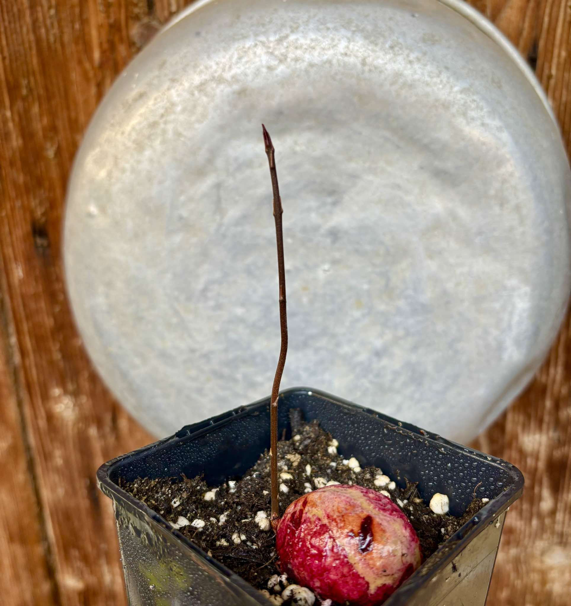Eugenia sp BIG Maca-  1 small potted seedling / 1 kleiner, getopfter Sämling