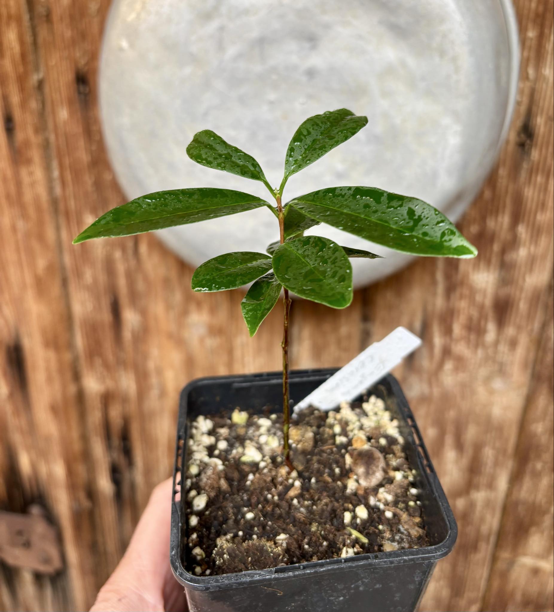 Eugenia cerasiflora - 1 potted plant - 1 getopfte Pflanze