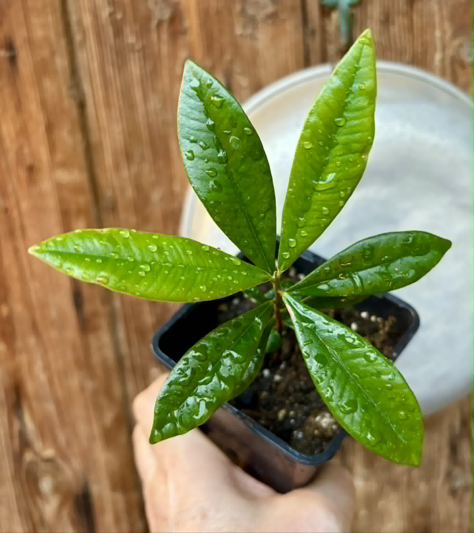 Myrcia sp Jaboticaba Bahia -  1 potted seedling / 1 getopfter Sämling