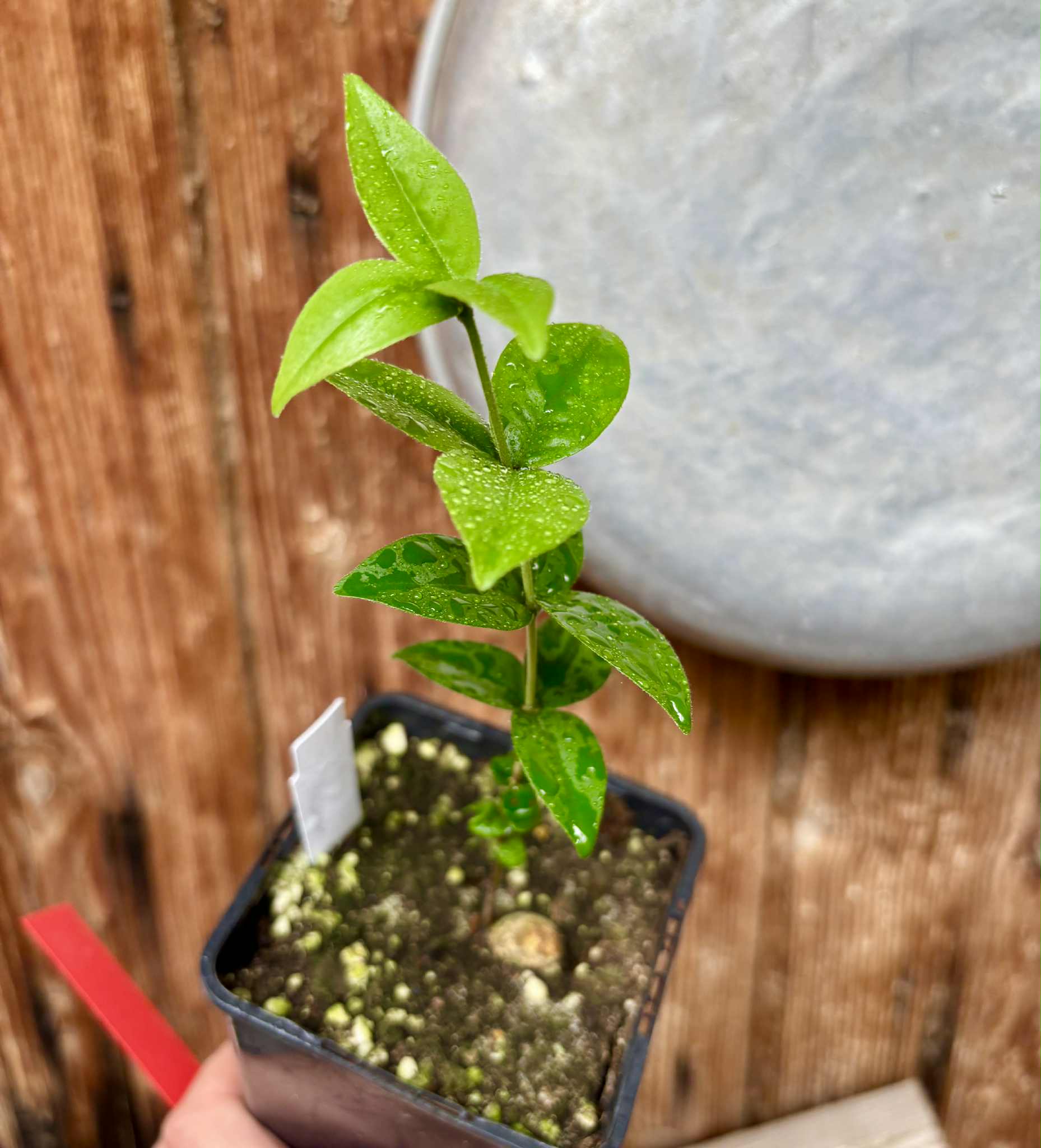 Eugenia sp Palometa - 1 potted seedling / 1 getopfter Sämling Eugenia sp Palometa - 1 potted seedling / 1 getopfter Sämling
