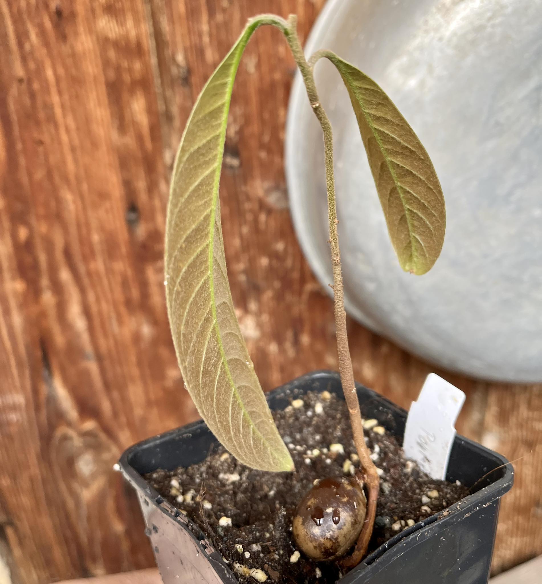 Pouteria izabalensis, 1 potted plant / 1 getopfte Pflanze