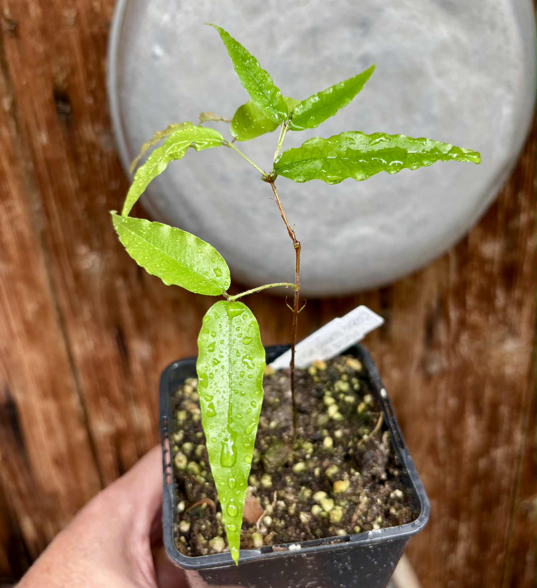 Plinia sp Rajada Cabo longo verde Tupinamba - Jaboticaba - 1 potted seedling / 1 getopfter Sämling Plinia sp Rajada Cabo longo verde Tupinamba - Jaboticaba - 1 potted seedling / 1 getopfter Sämling