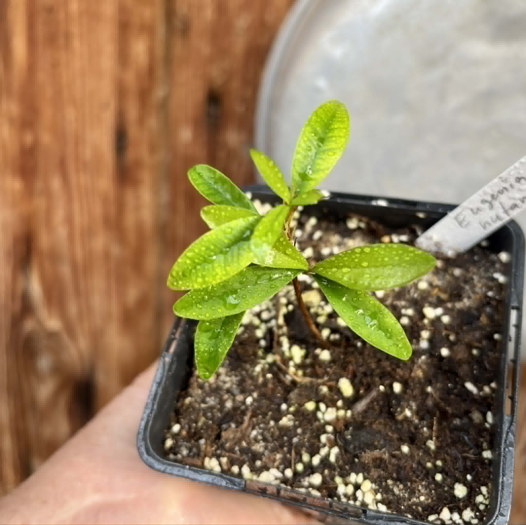 Eugenia nutans - 1 potted seedling / 1 getopfter Sämling