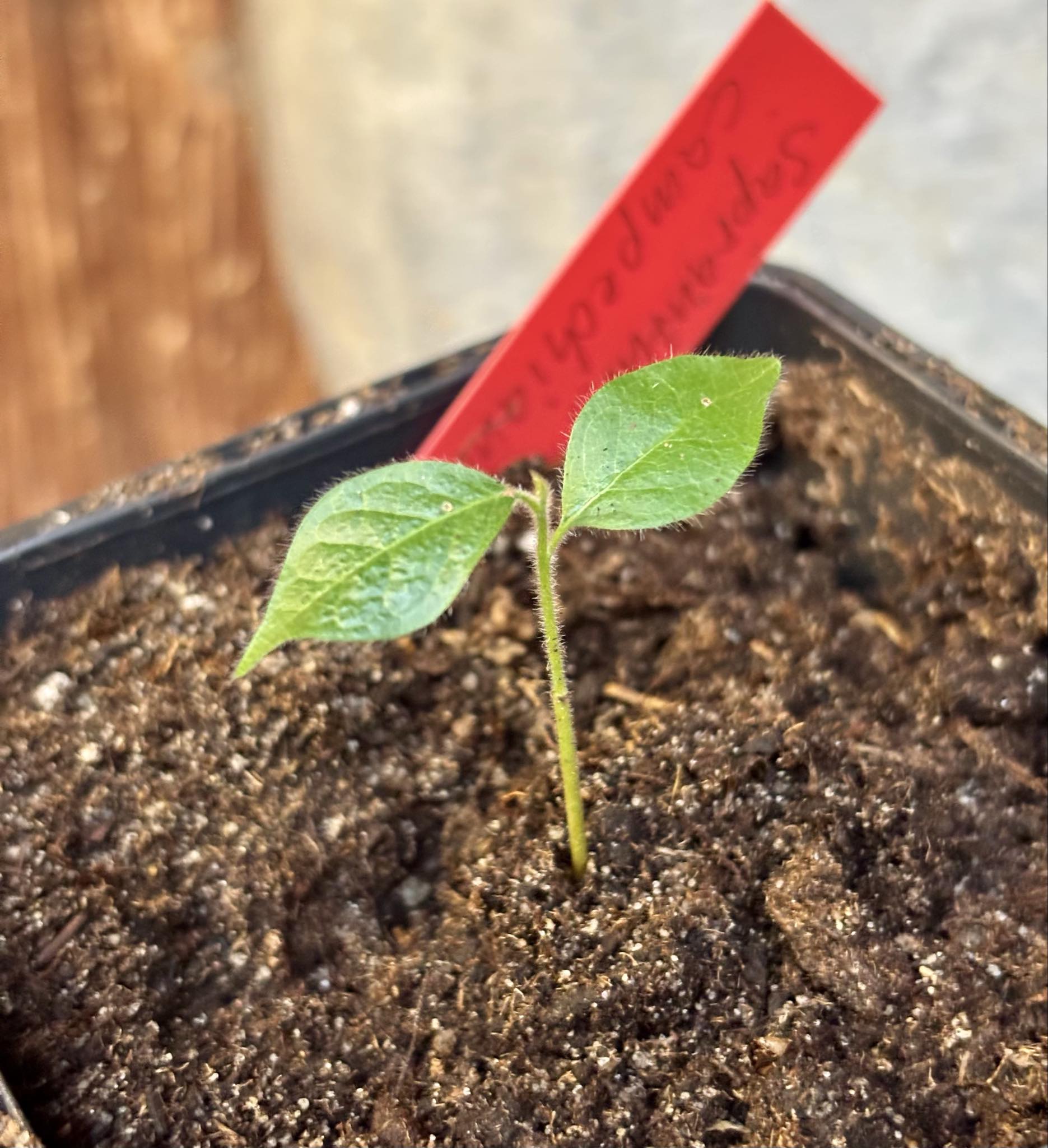 Sapranthus campechianus - 1 potted seedling / 1 getopfter Sämling