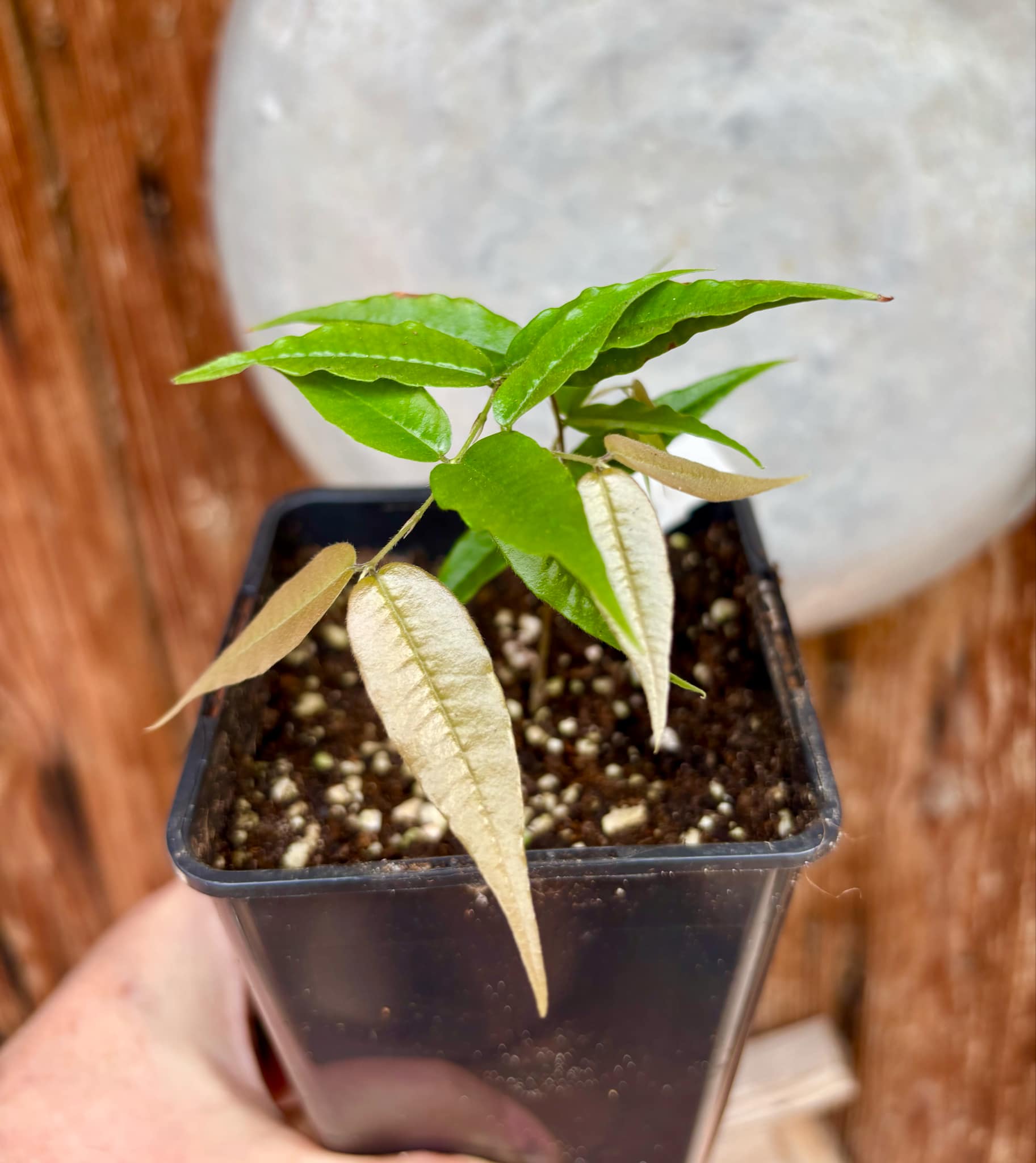 Jaboticaba - Plinia sp Rajada Cabo longo verde Nr. 2 - 1 small potted seedling / 1 kleiner, getopfter Sämling Jaboticaba - Plinia sp Rajada Cabo longo verde Nr. 2 - 1 small potted seedling / 1 kleiner, getopfter Sämling