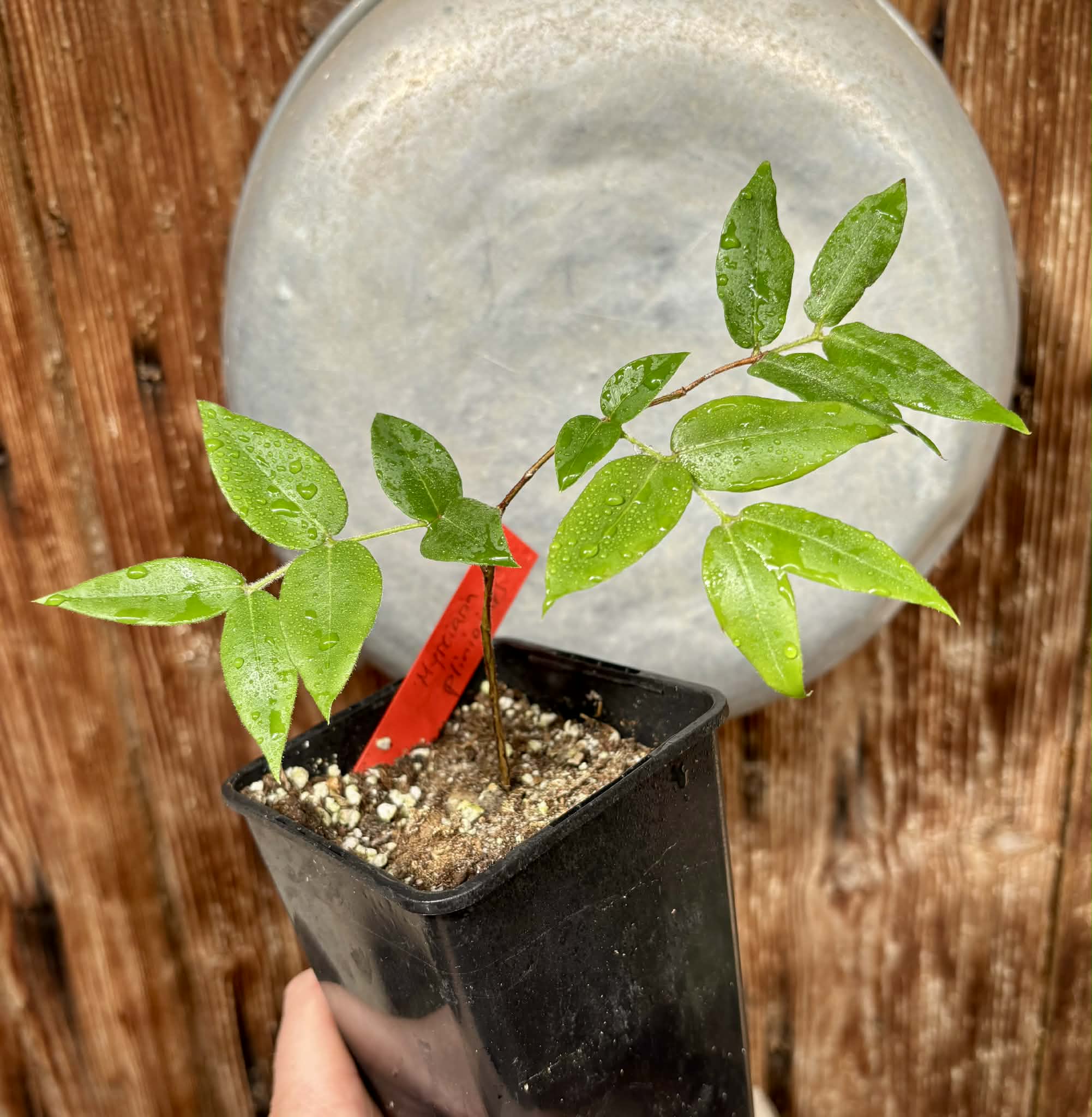 Myrciaria aff plinioides-  1 potted seedling / 1 getopfter Sämling