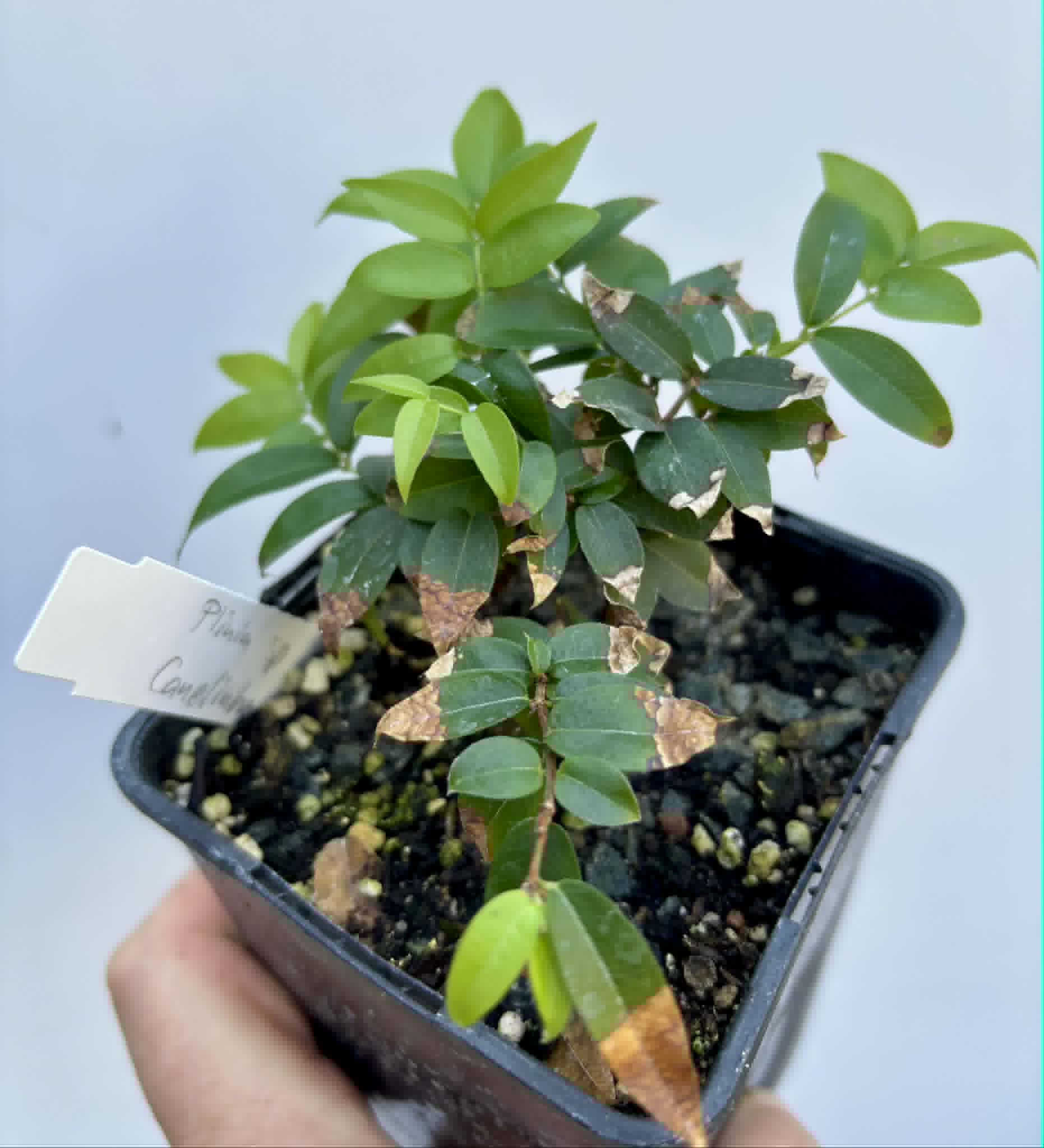 Jaboticaba - Plinia sp Canelinha Polpa rosea - 1 potted seedling / 1 getopfter Sämling