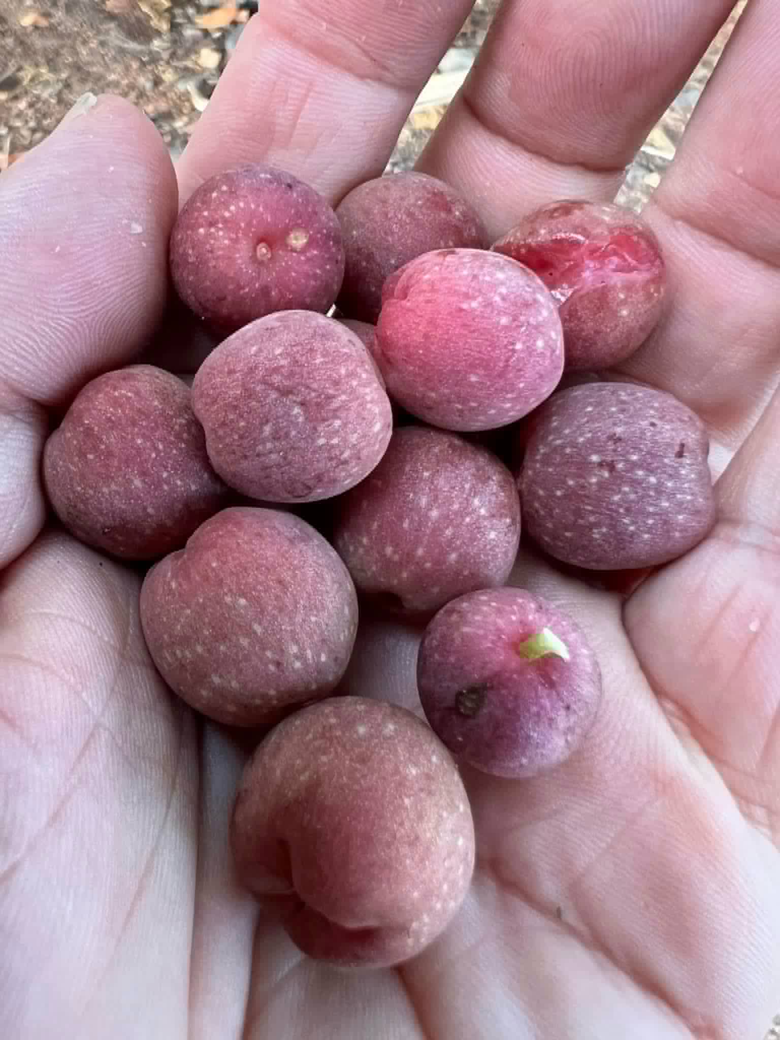 Sea Grape (Coccoloba uvifera)  -  3 fresh seeds / 3 frische Samen