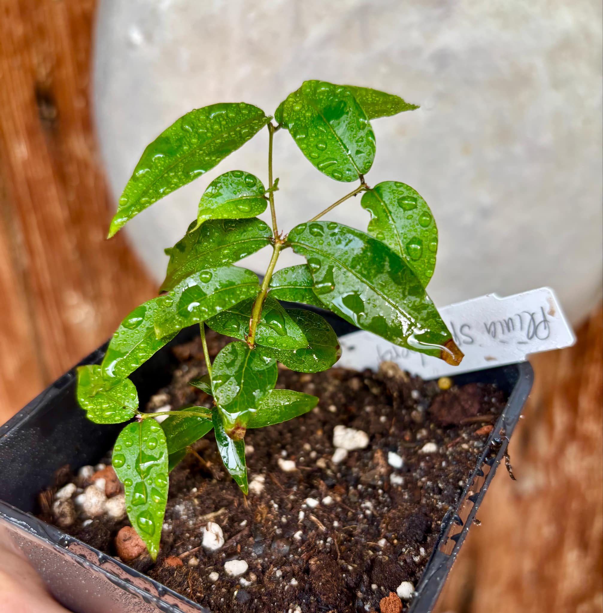 Plinia sp Obera - 1 potted plant / 1 getopfte Pflanze