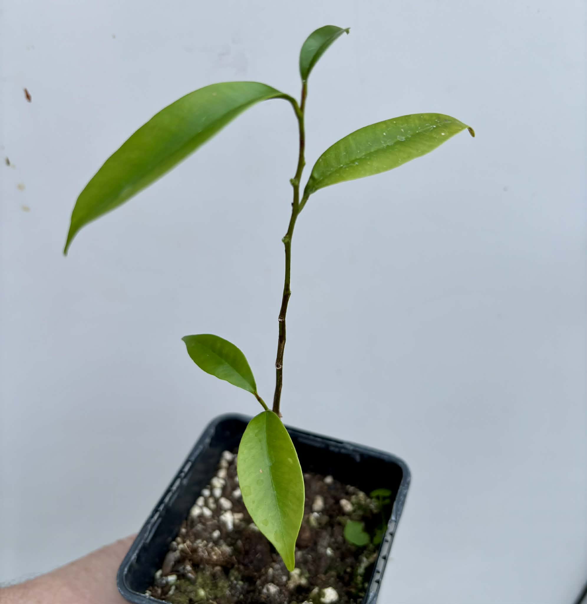 Diploon cuspidatum  -  1 potted seedling / 1 getopfter Sämling