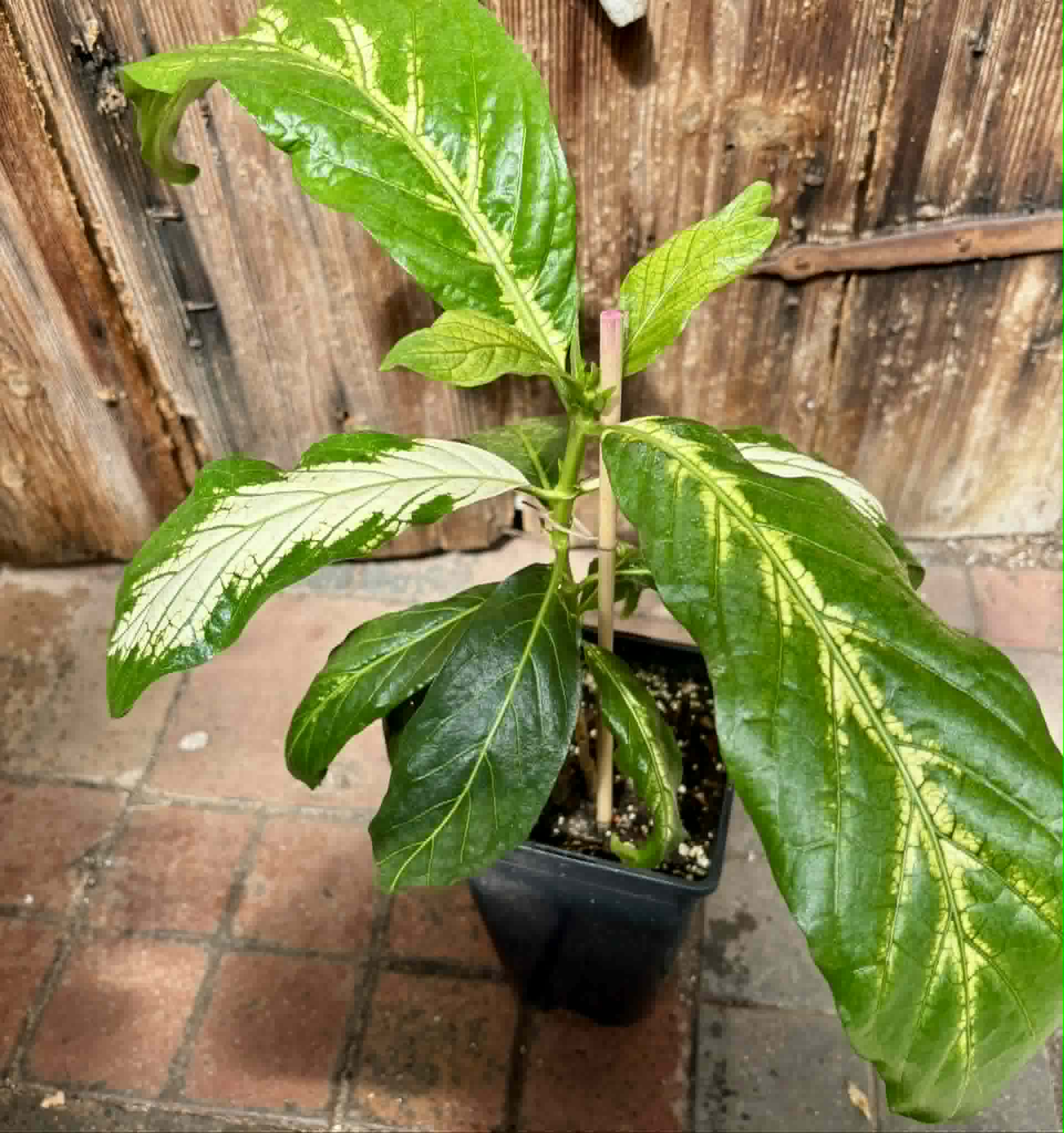 Noni Variegated (Morinda citrifolia) - 1 potted plant / 1 getopfte Pflanze